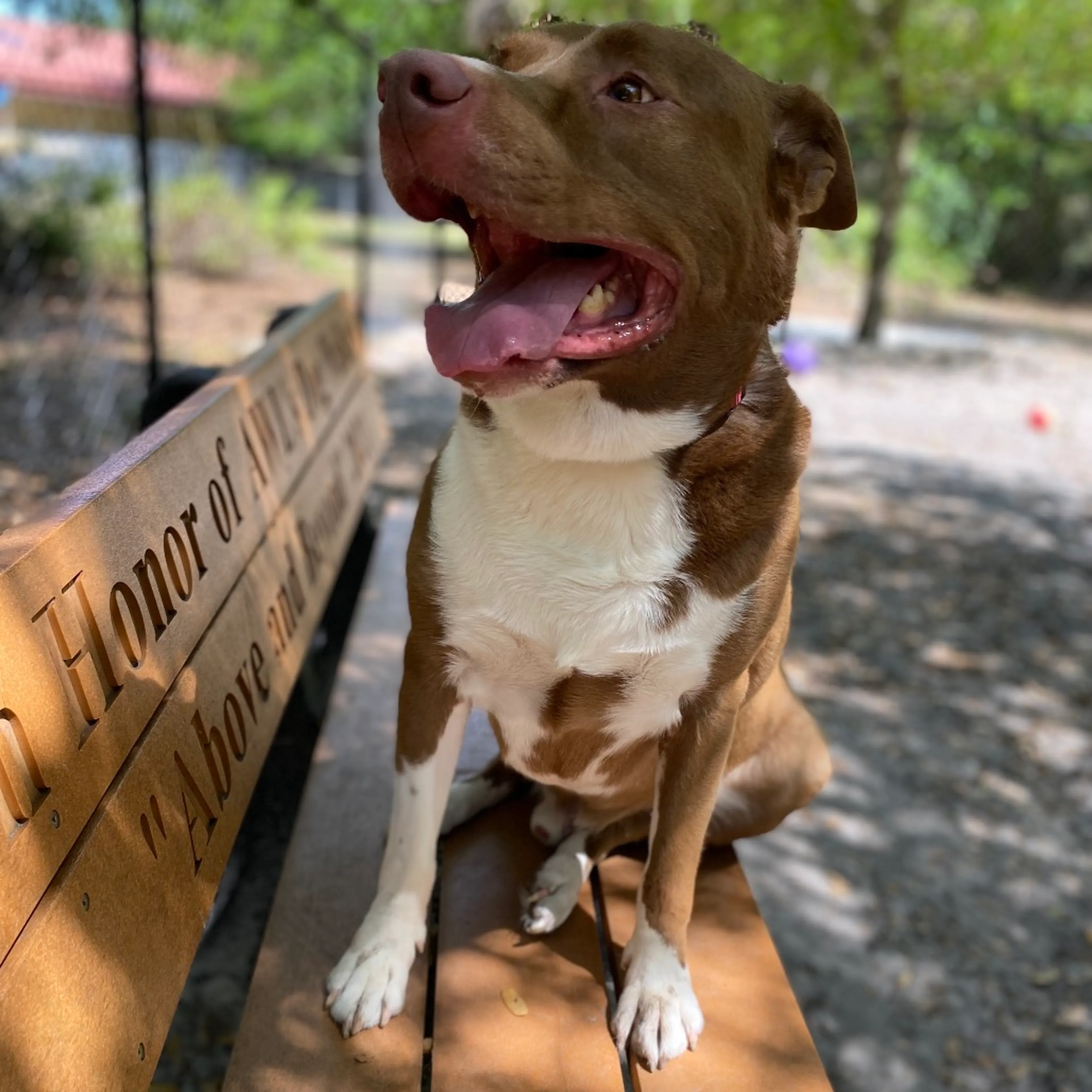 Found pet-5