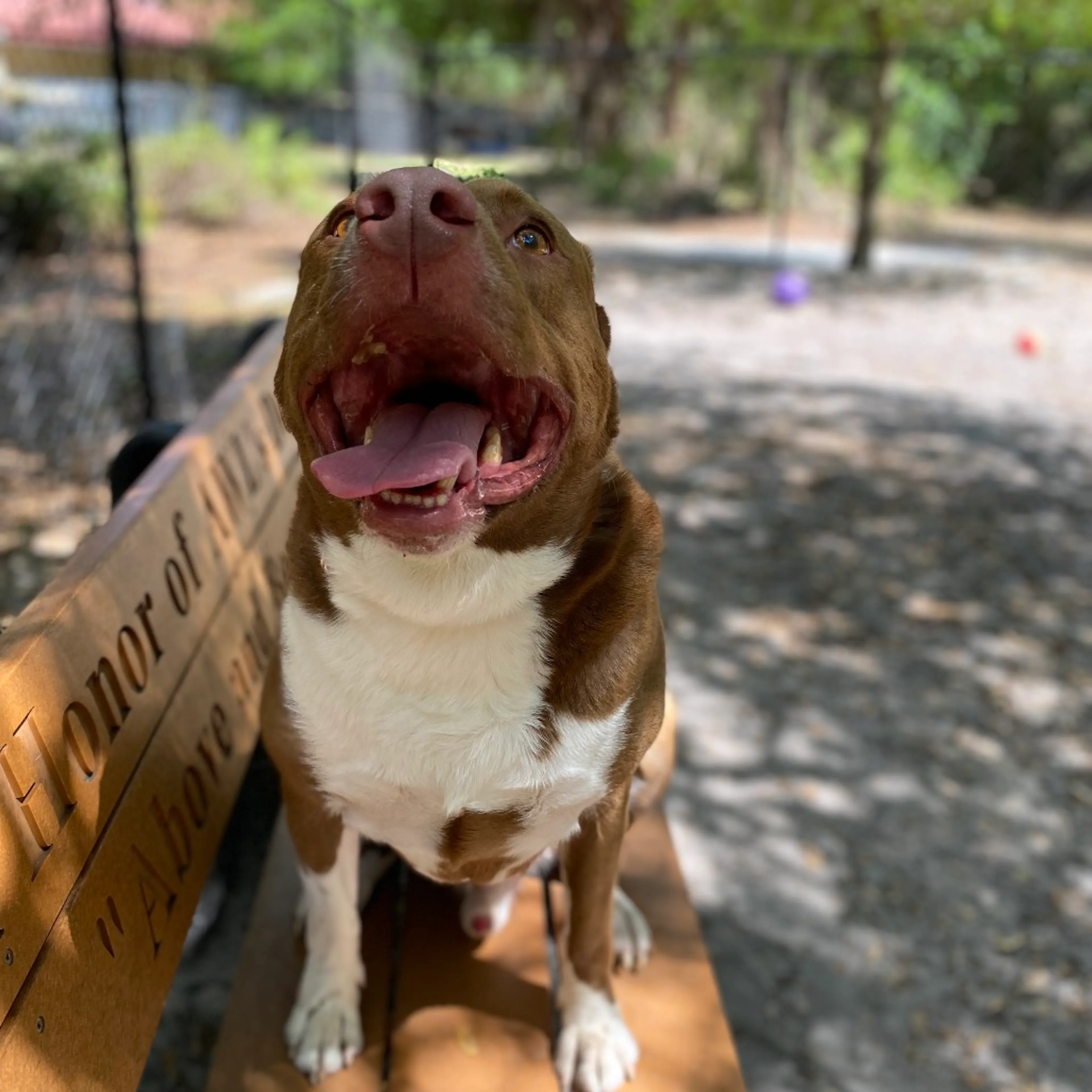 Found pet-6