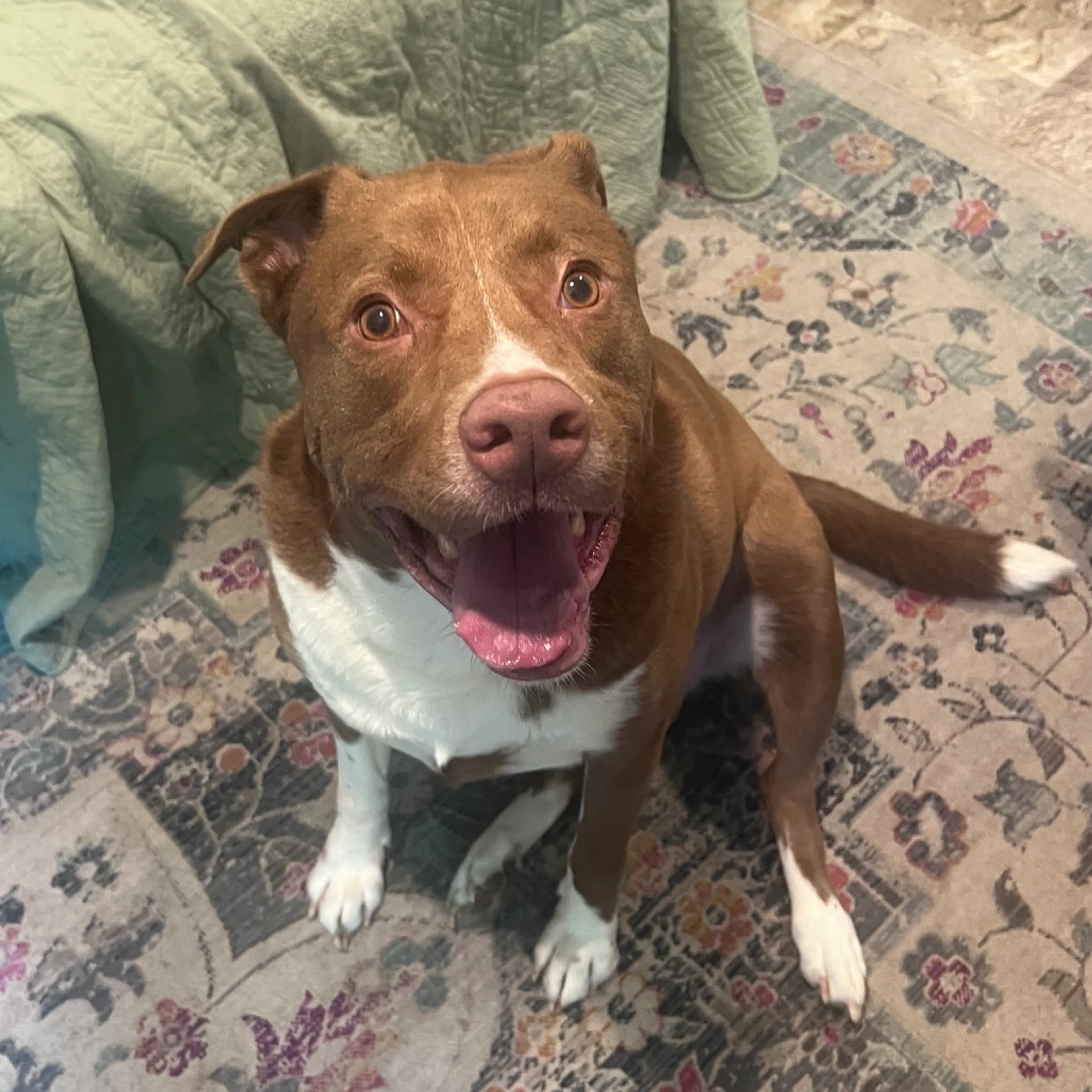 Found pet-4