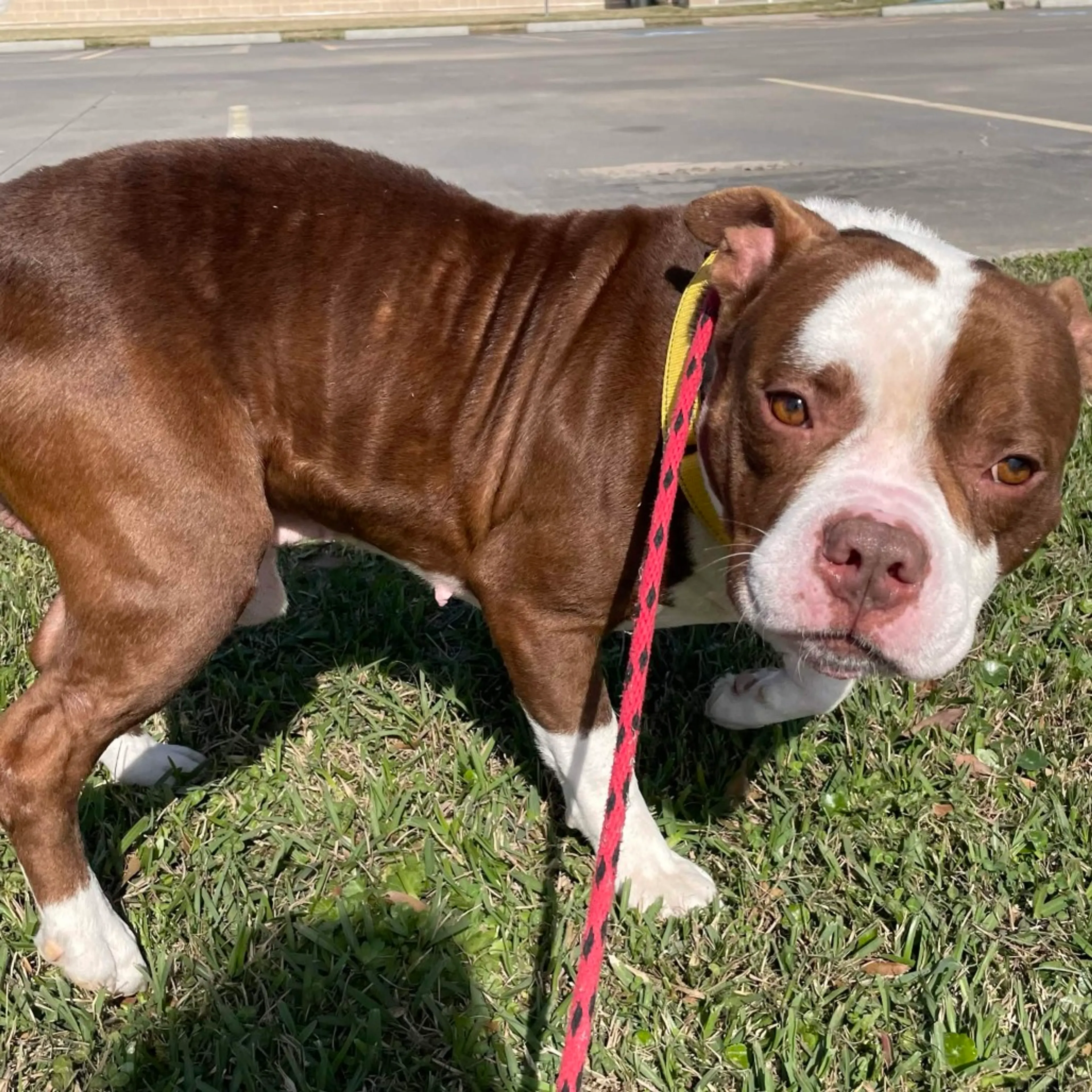 Found pet-2