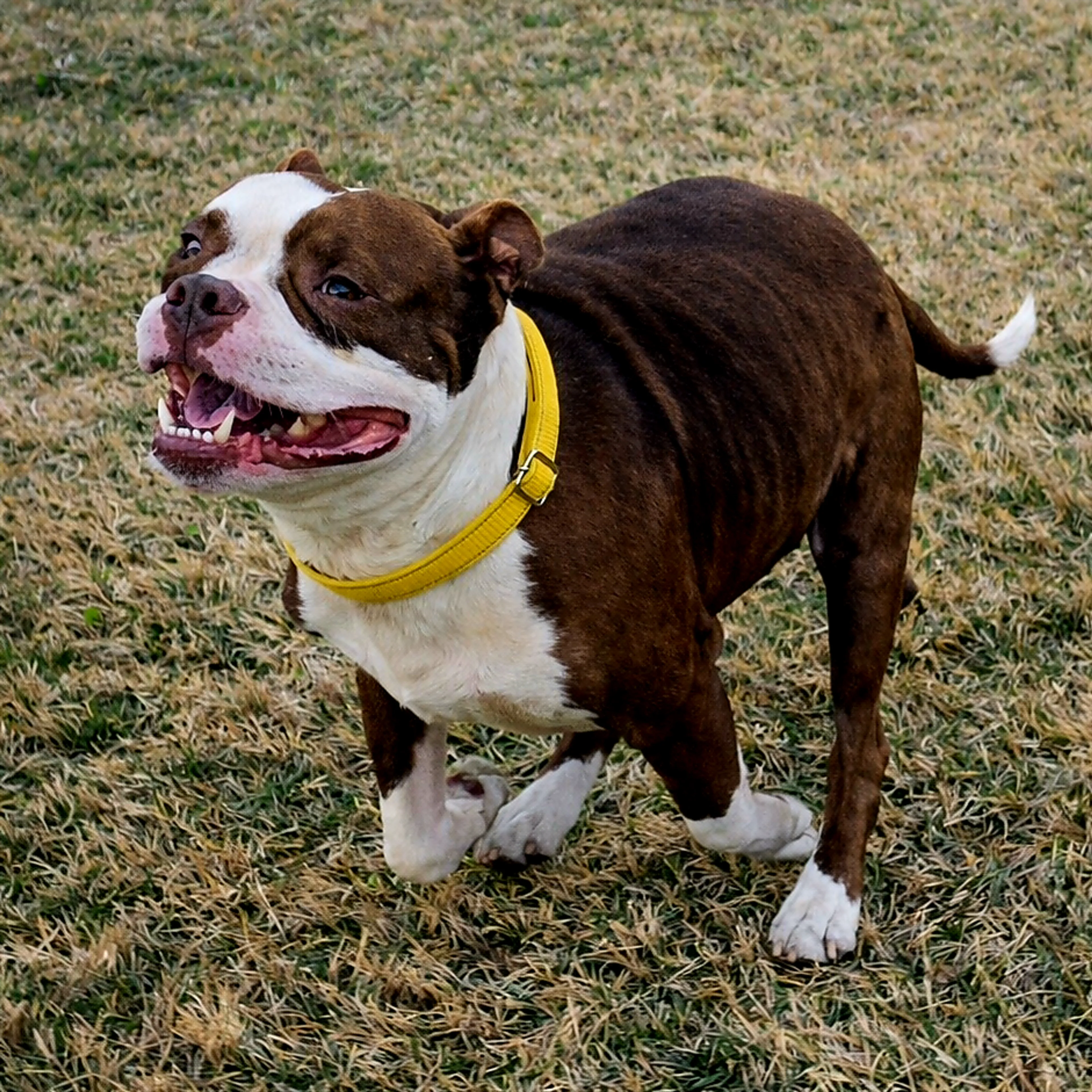 Found pet-5