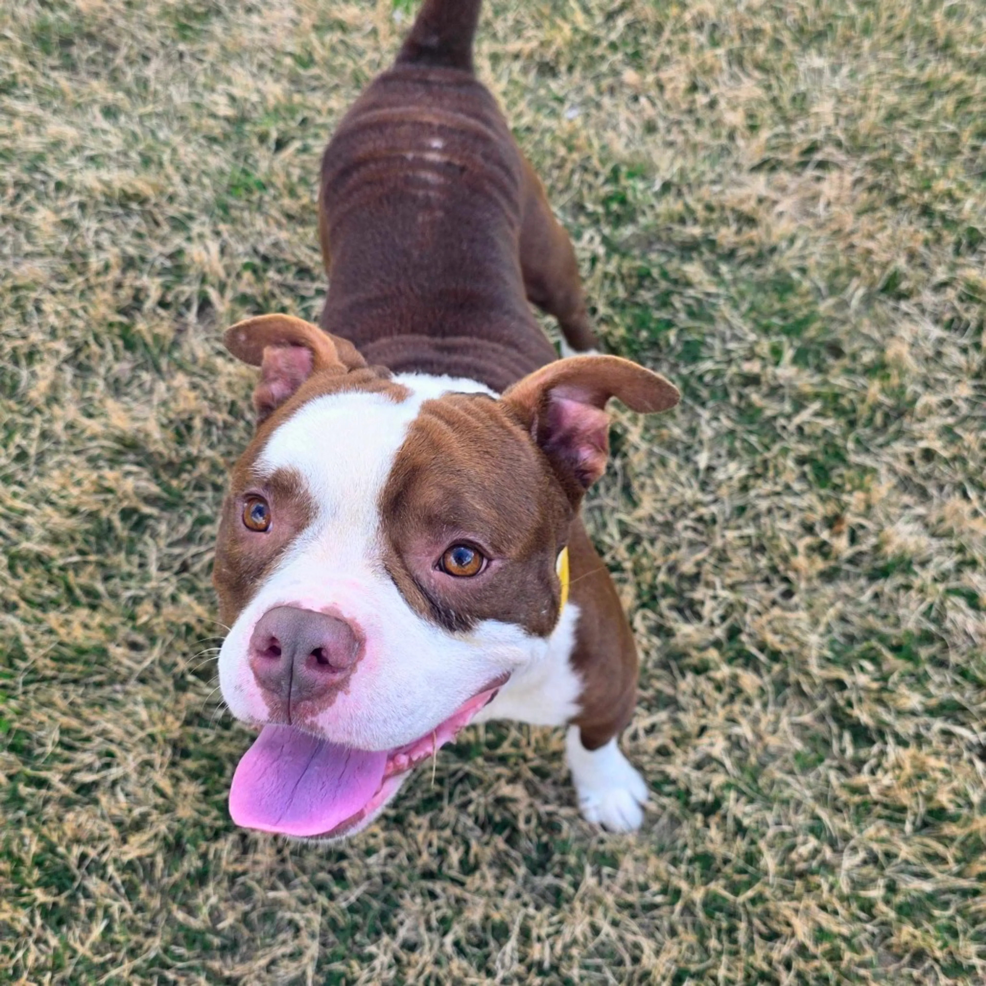 Found pet-6