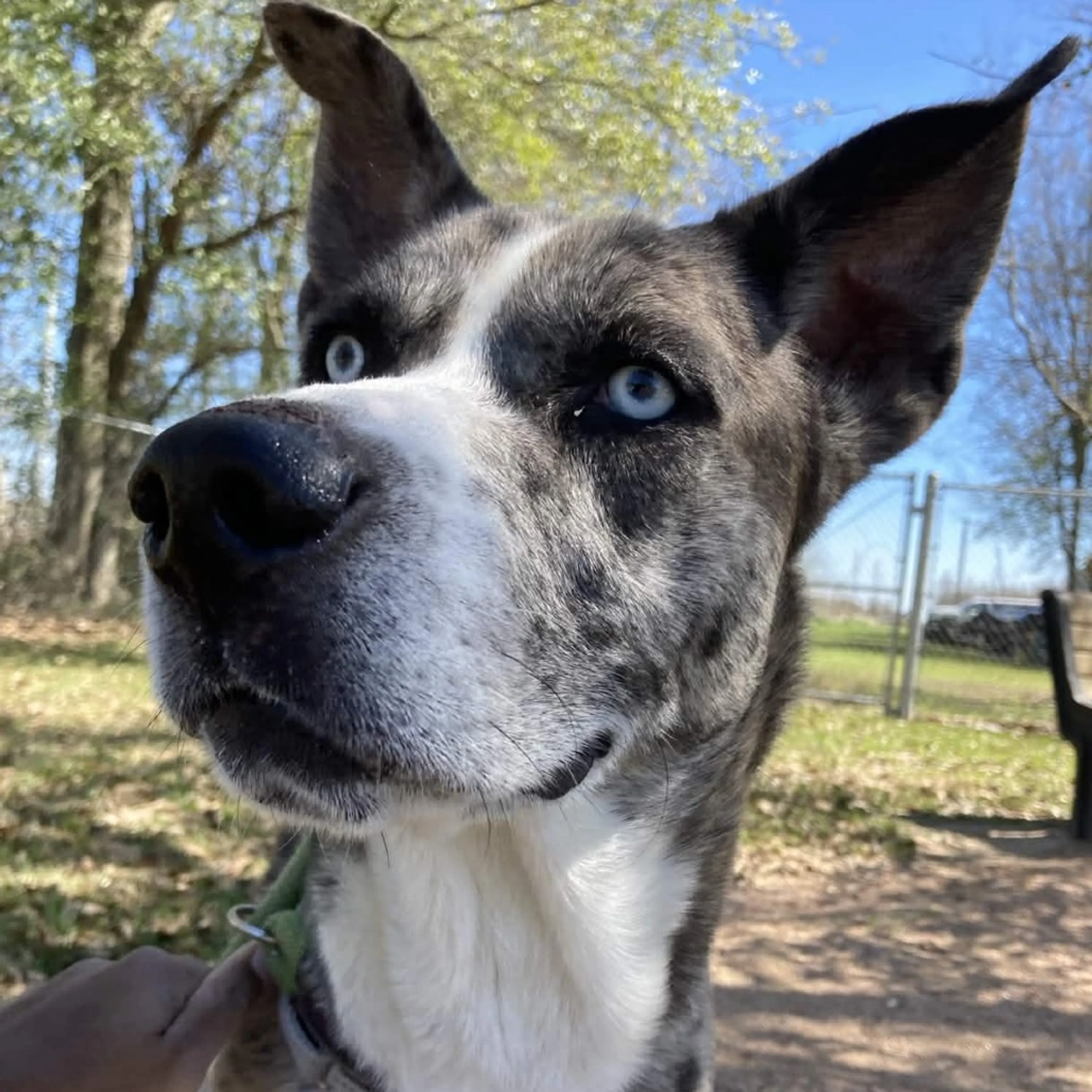 Found pet-4