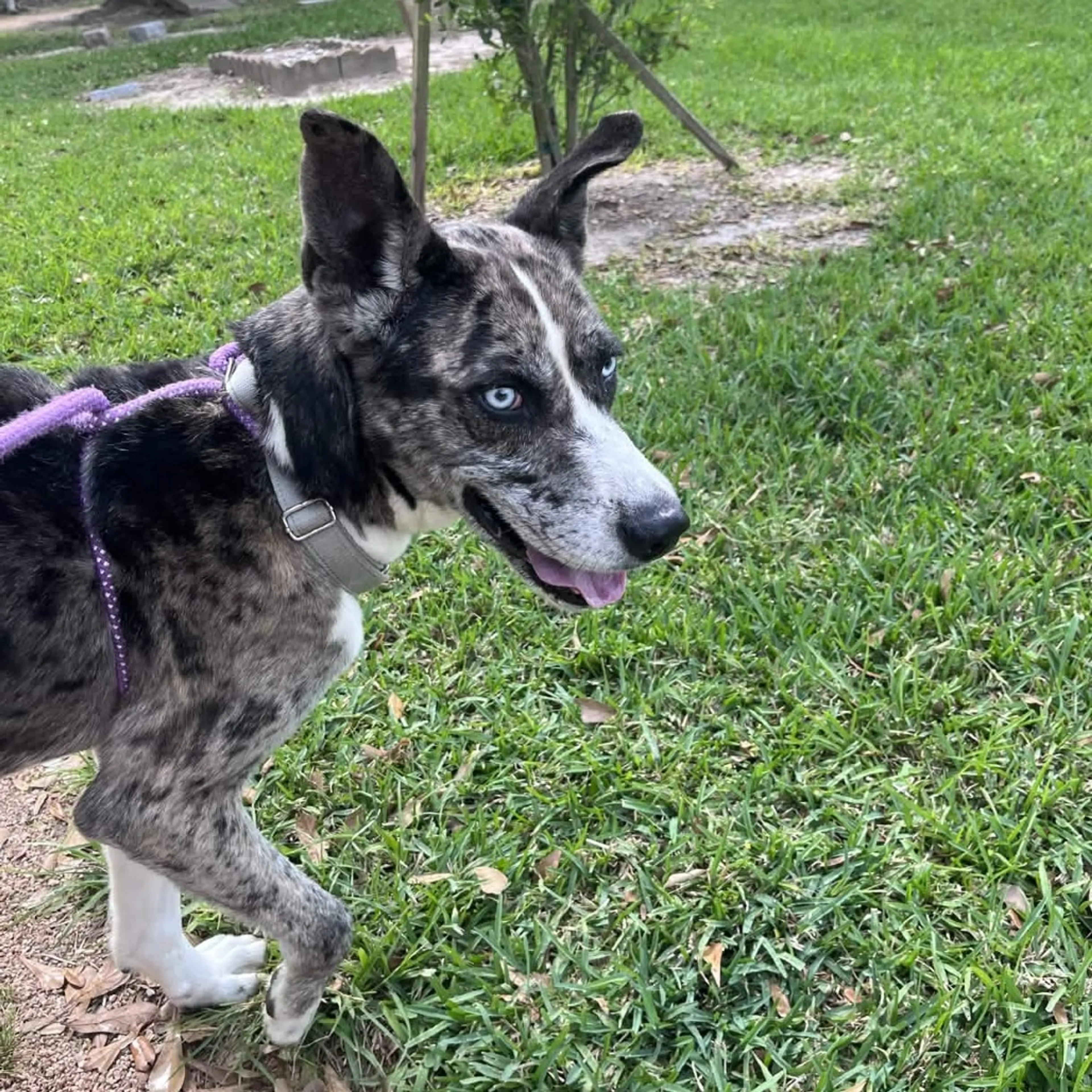 Found pet-6