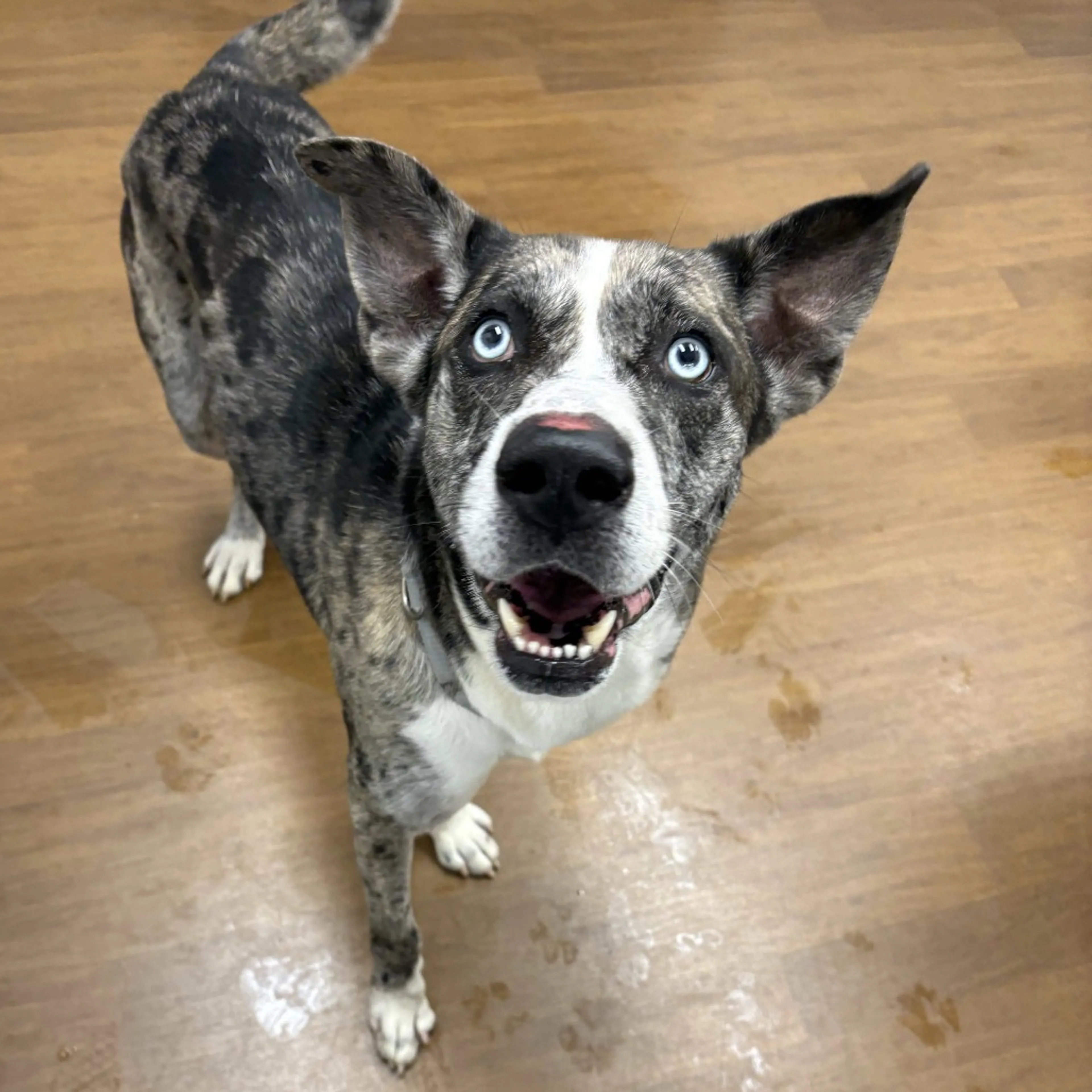 Found pet-1