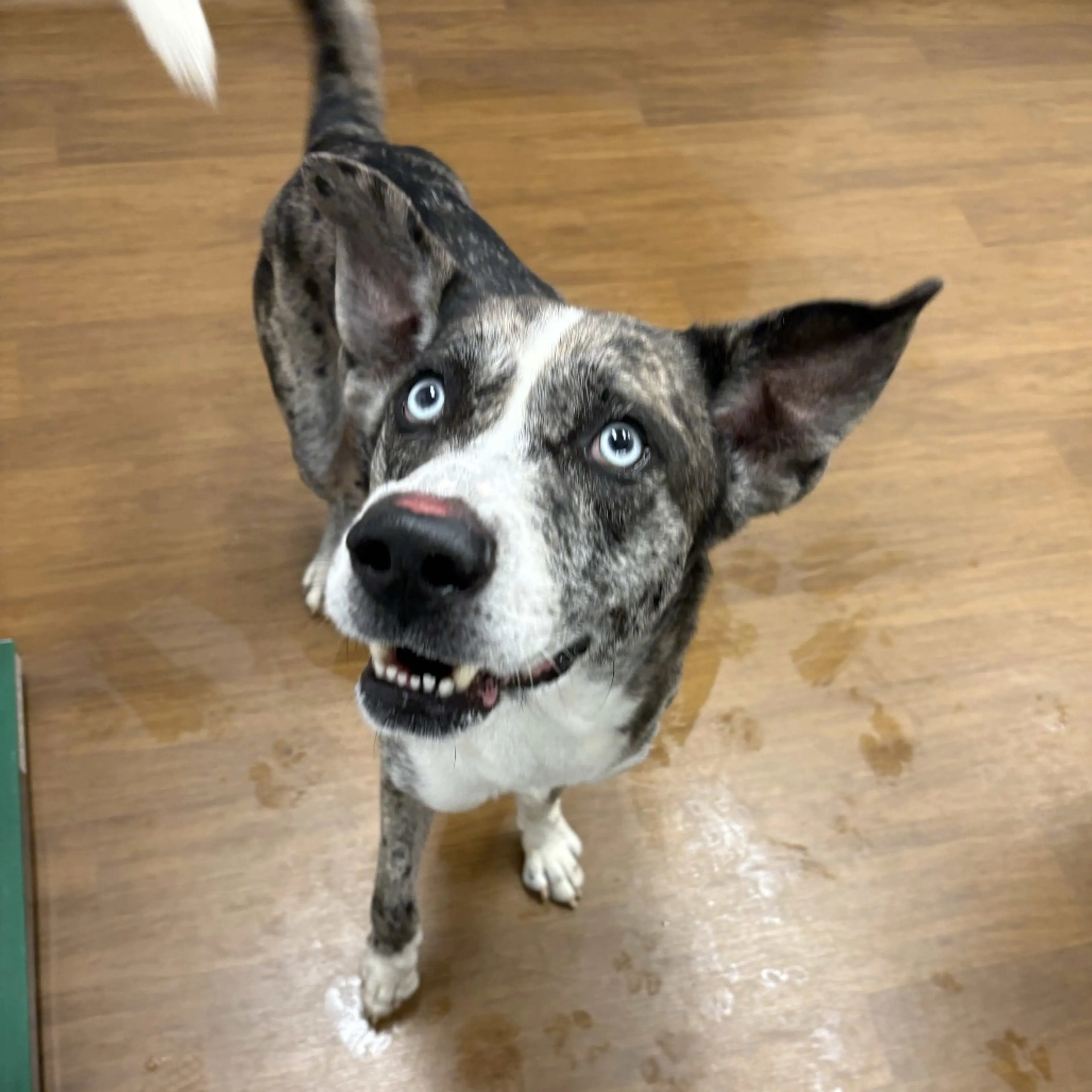 Found pet-2