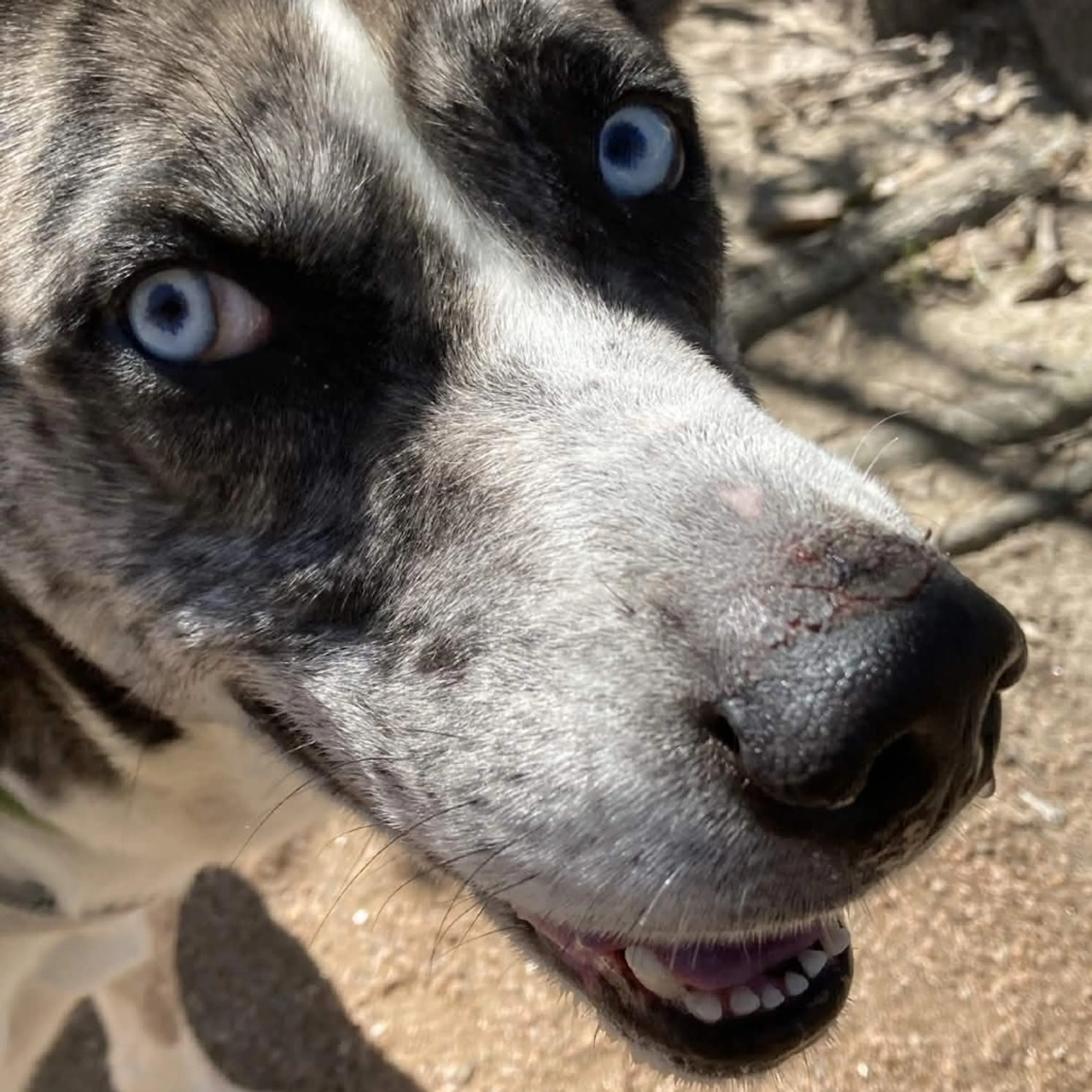 Found pet-3