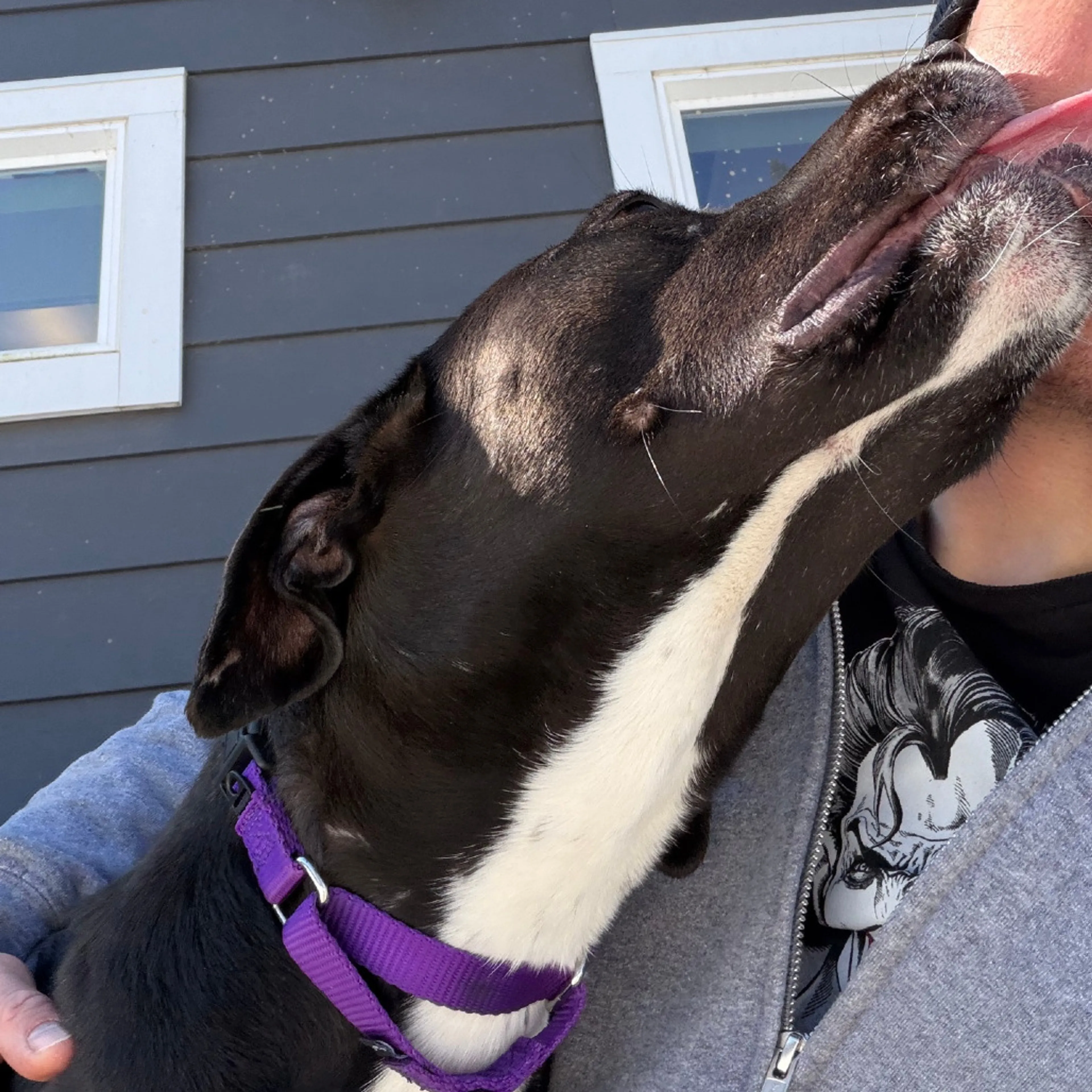 Found pet-14