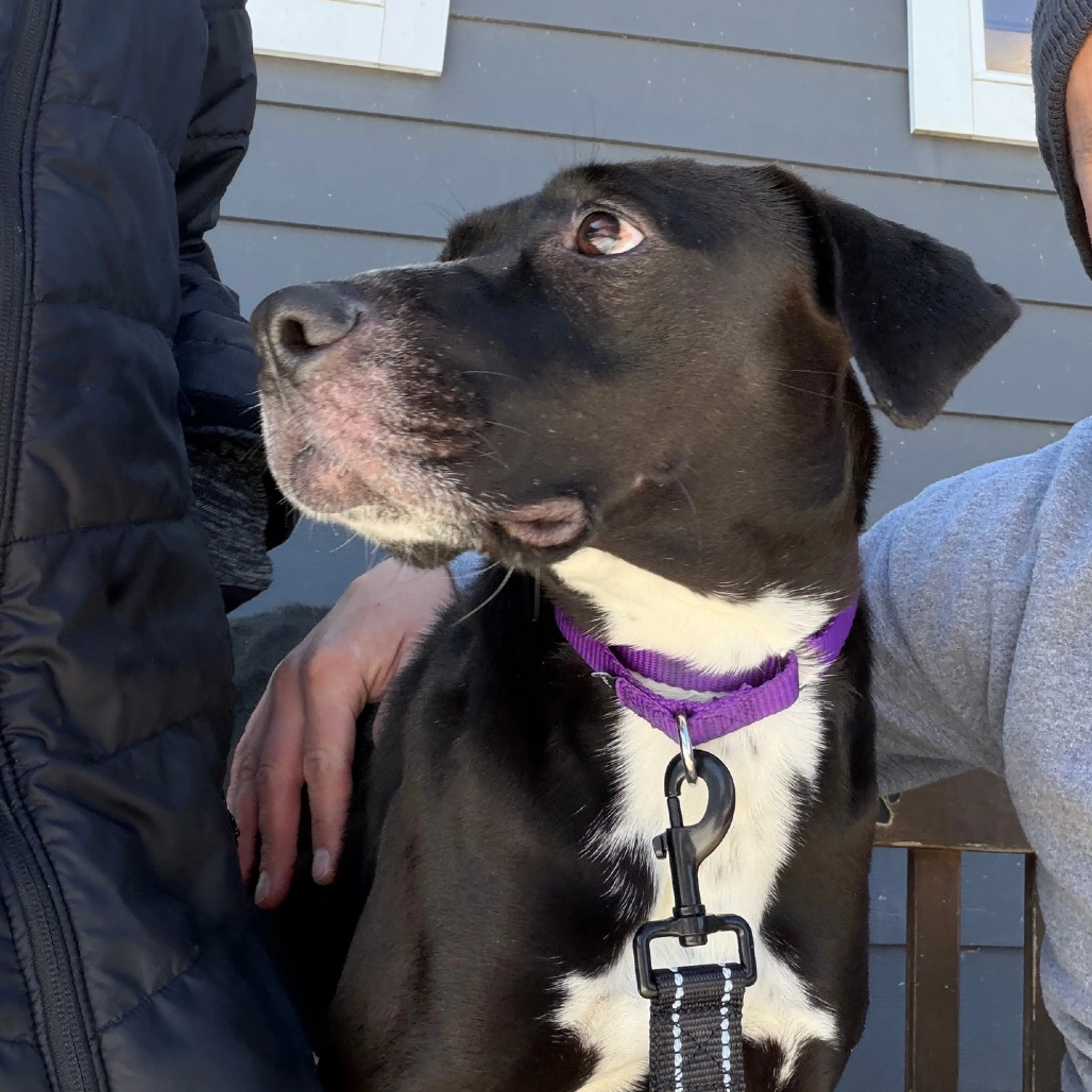 Found pet-12