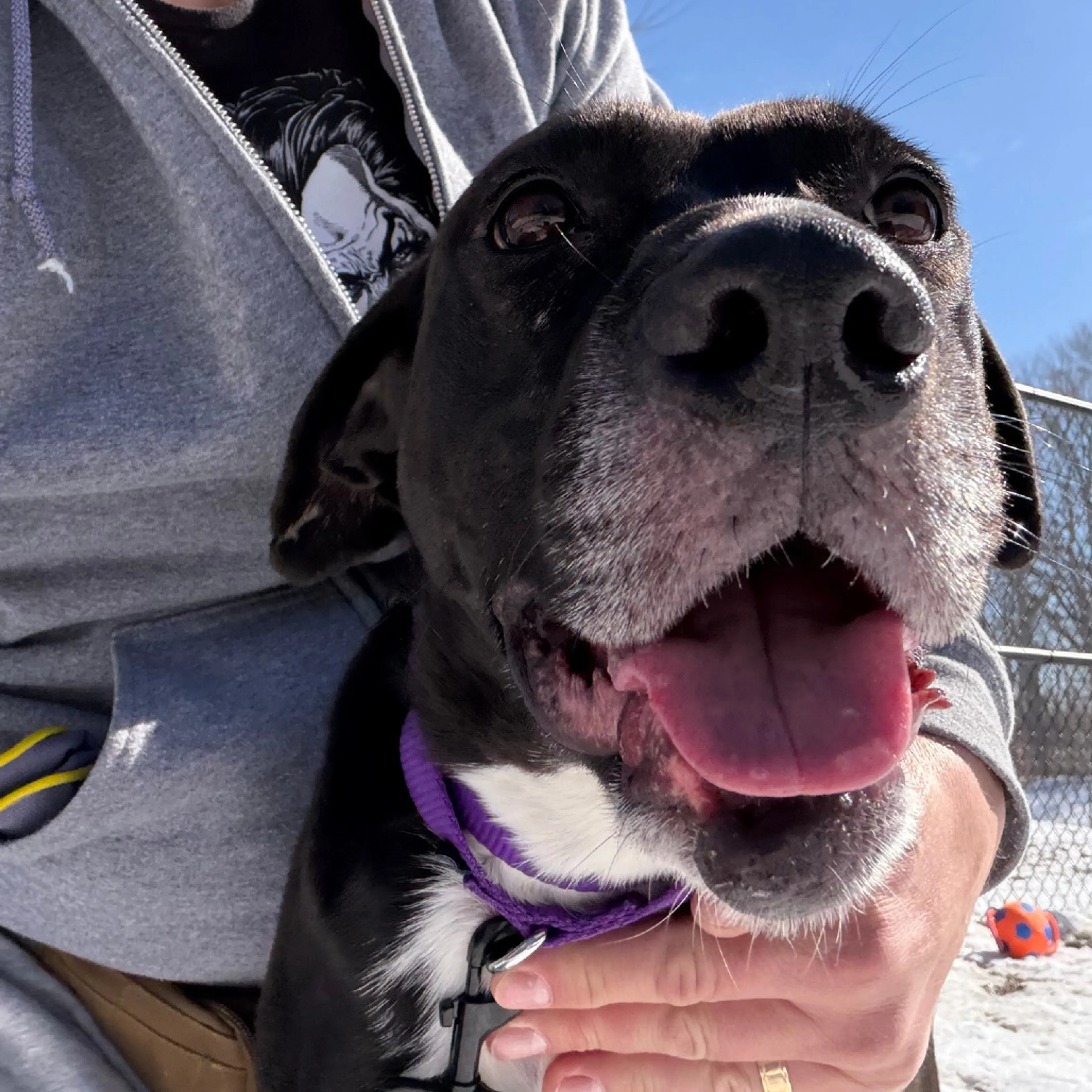 Found pet-13