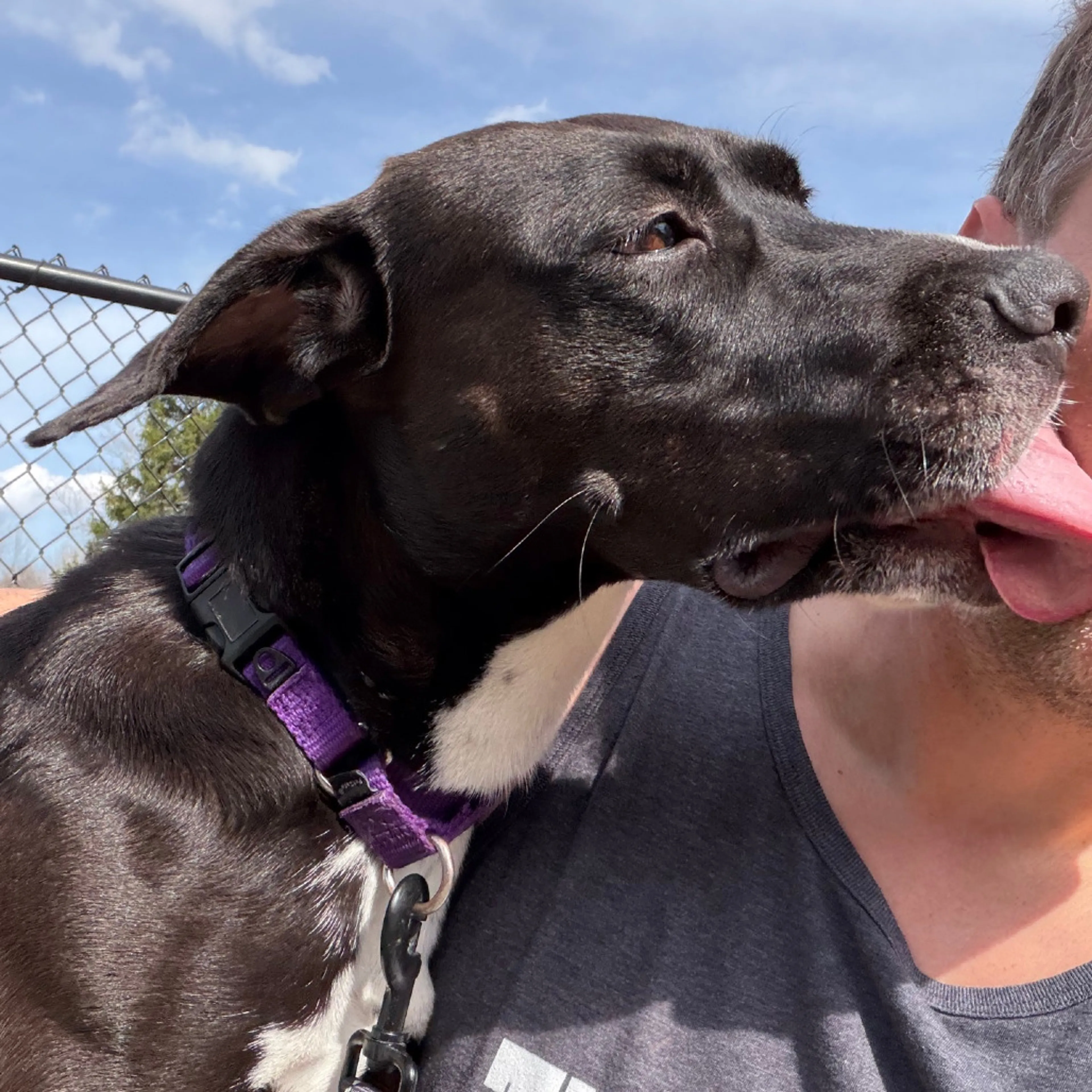 Found pet-51