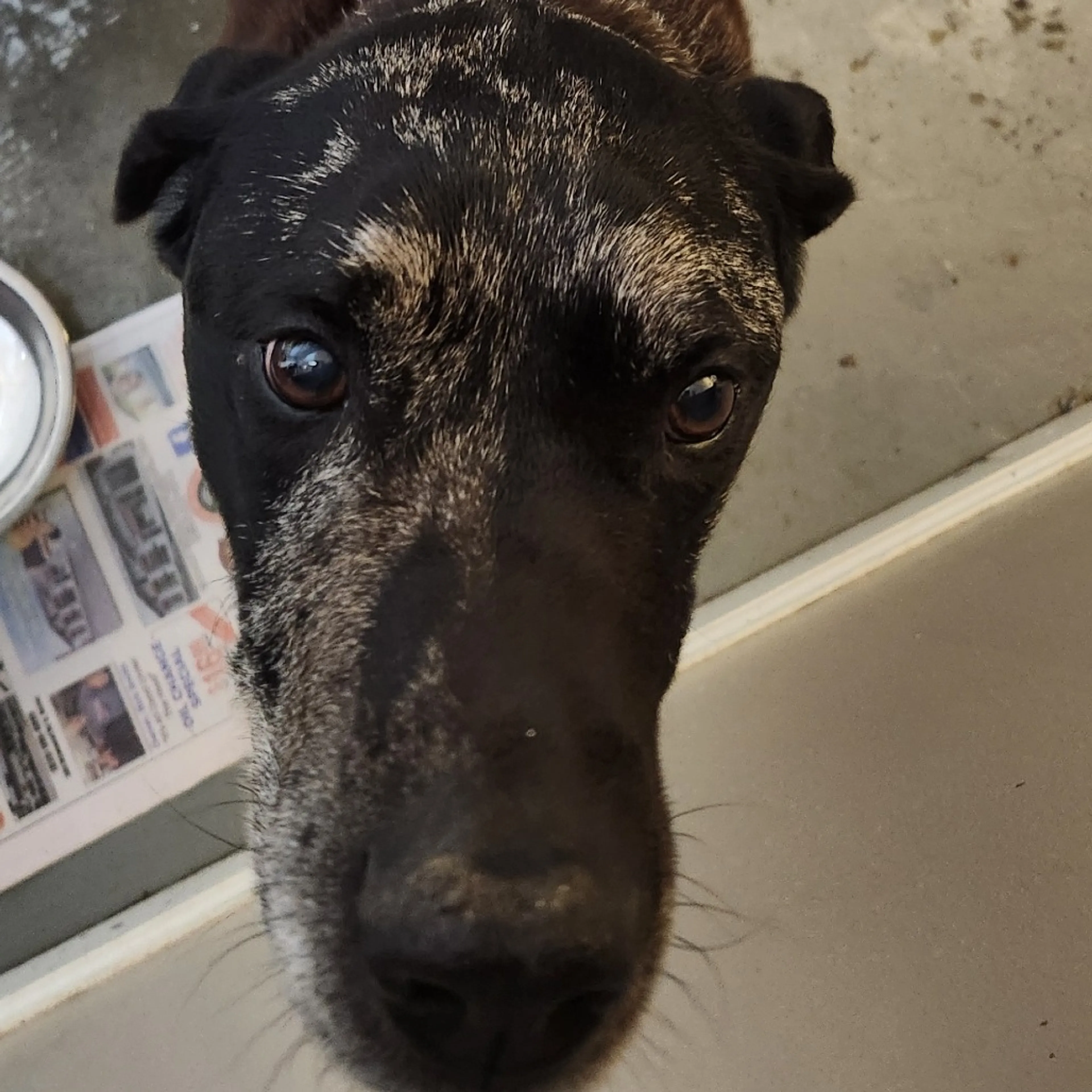 Found pet