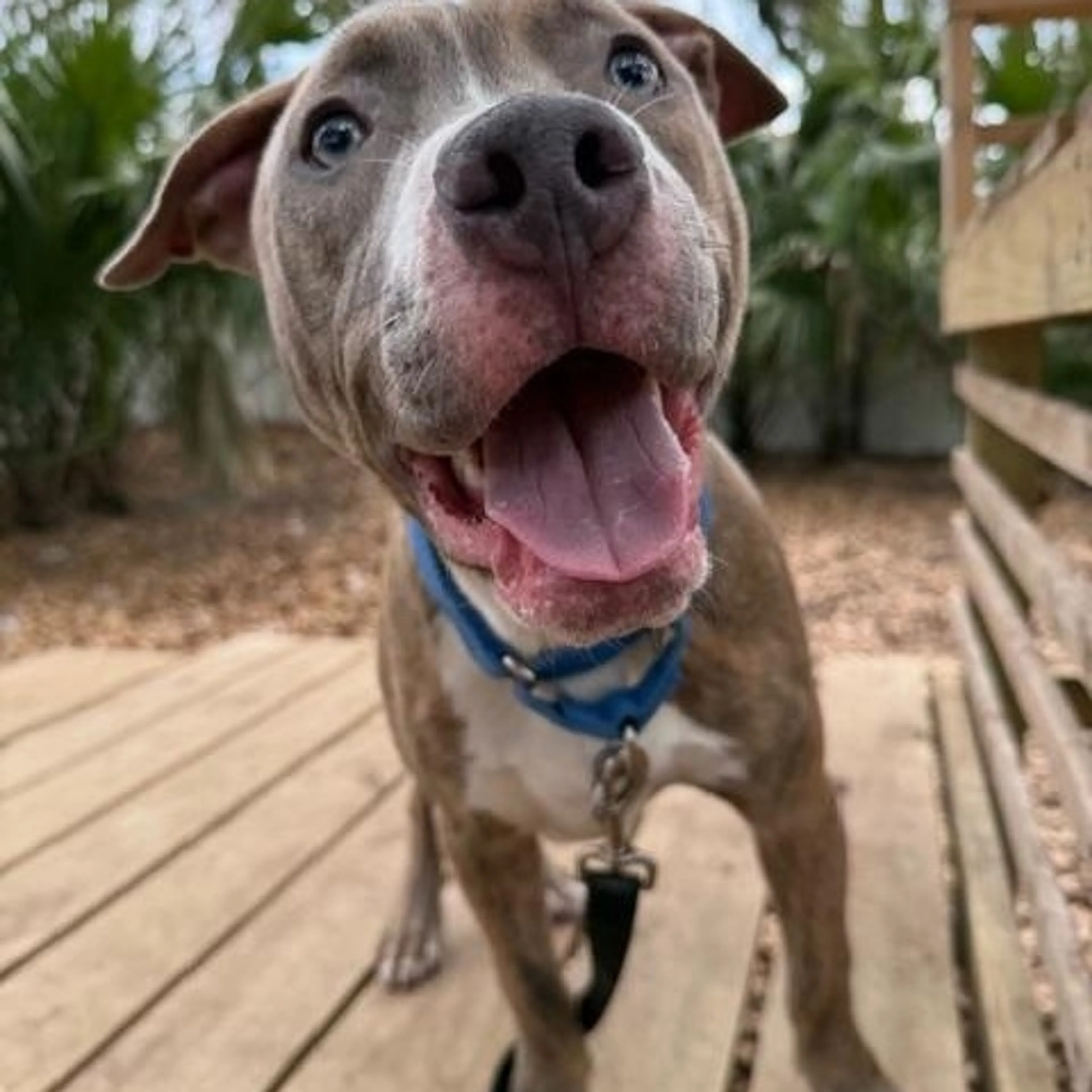 Found pet-2
