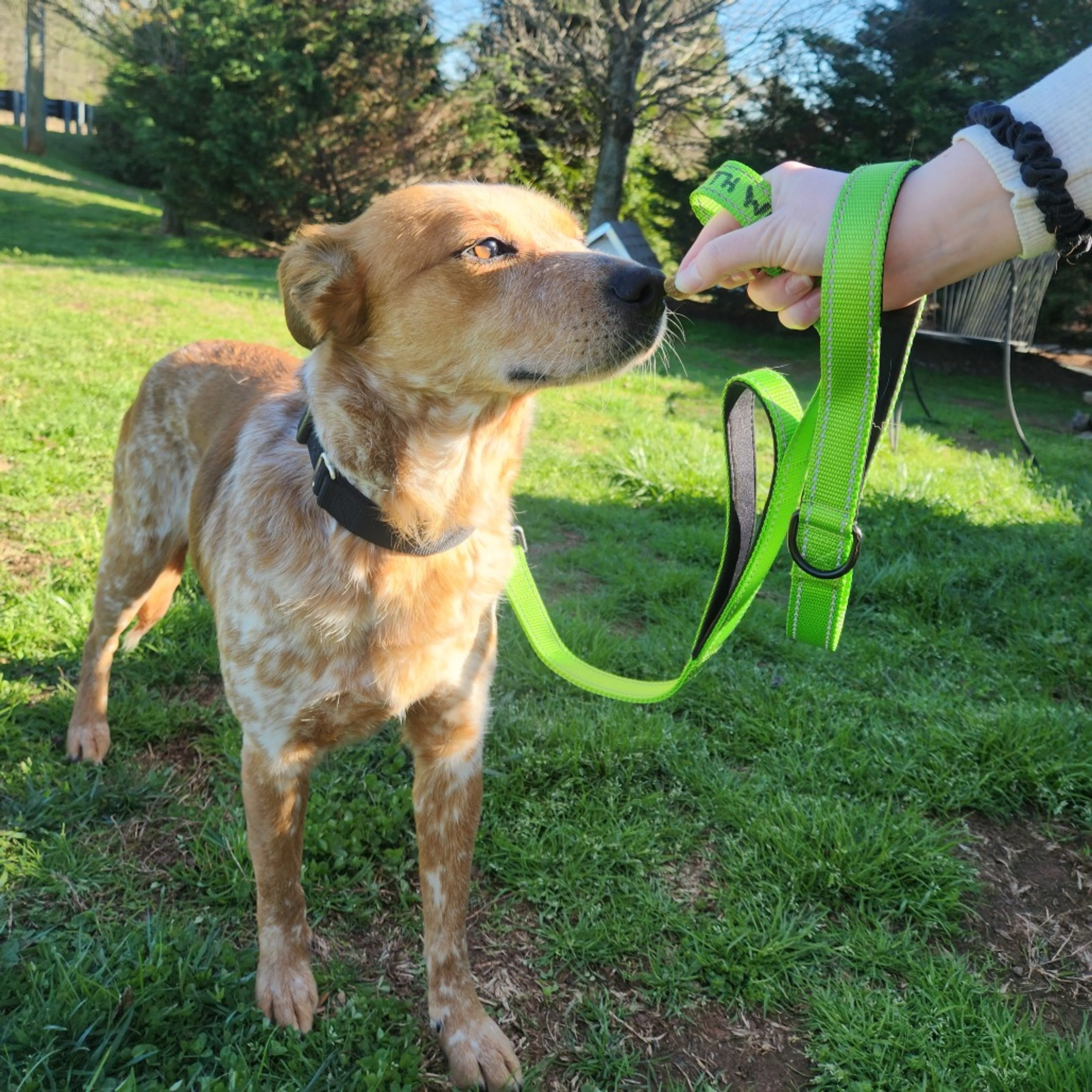 Found pet-6