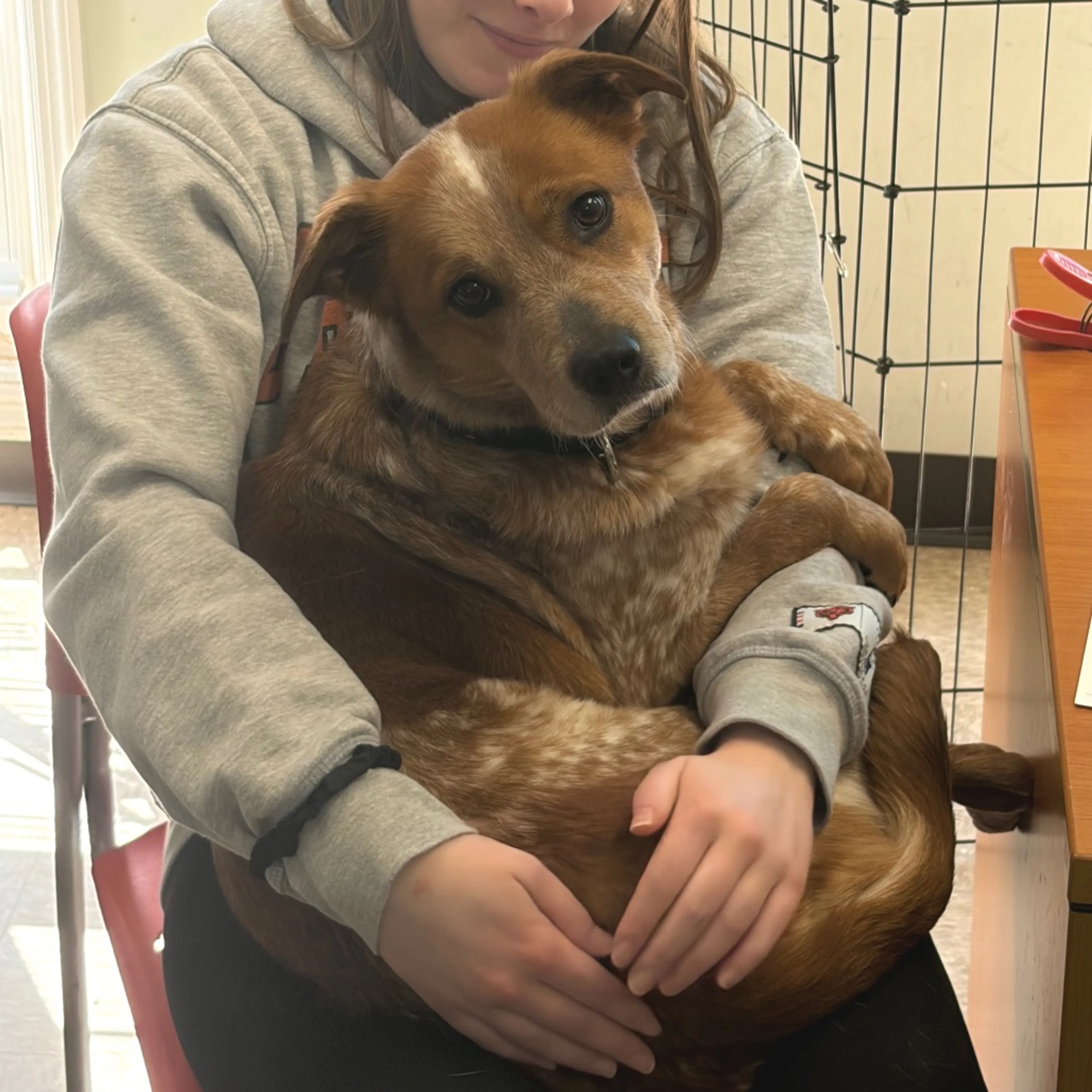Found pet-4
