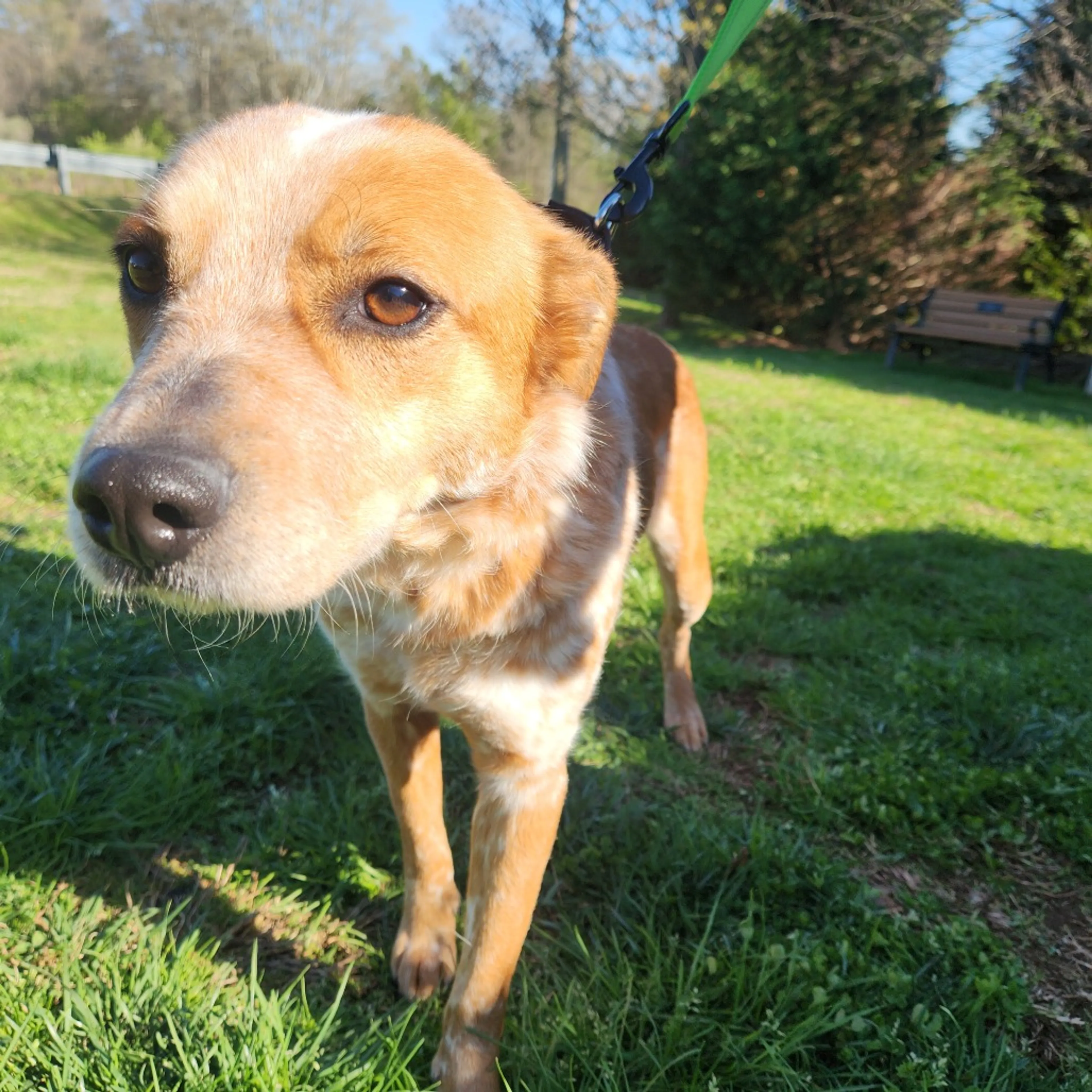 Found pet-8