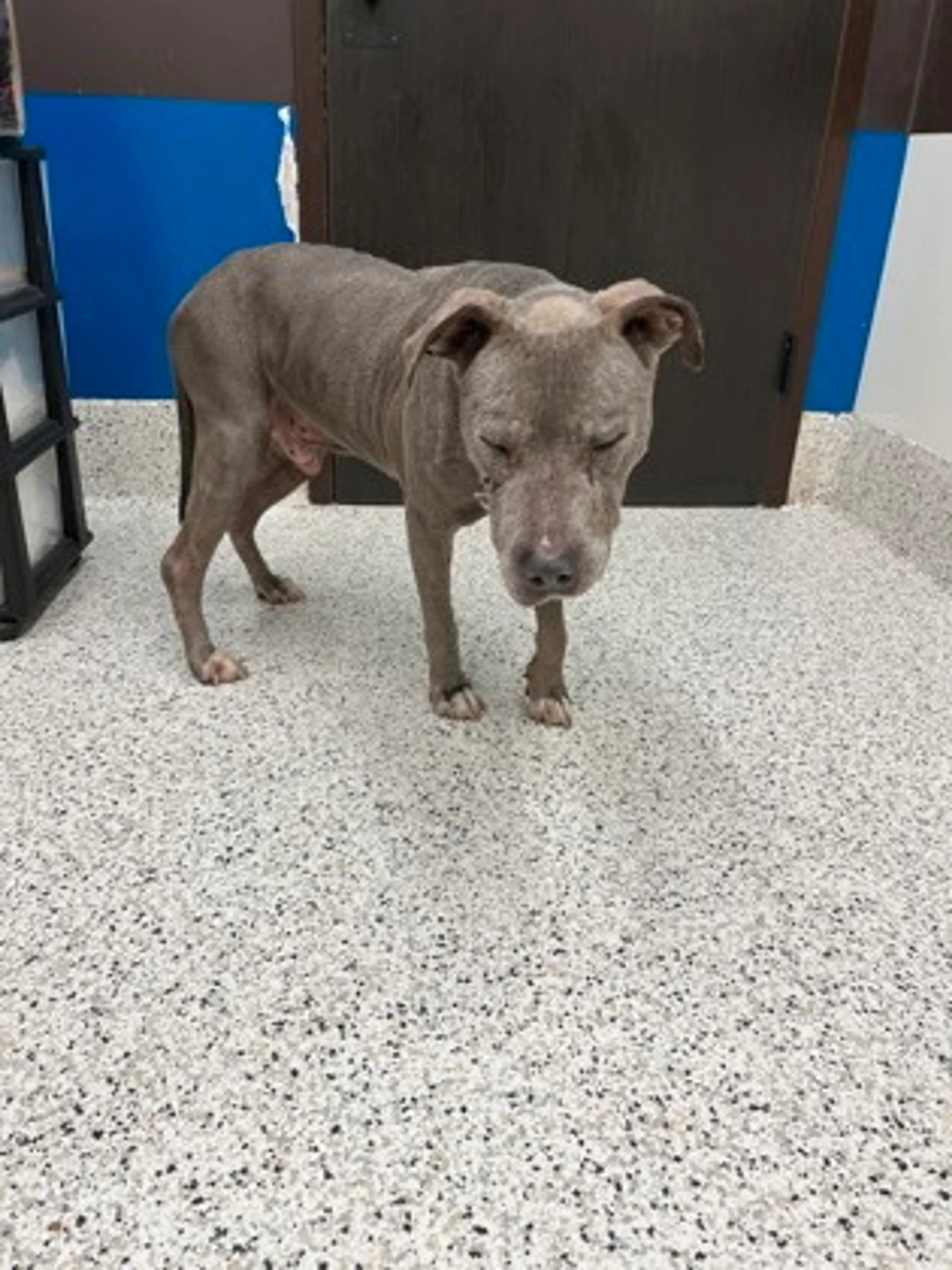 Found pet