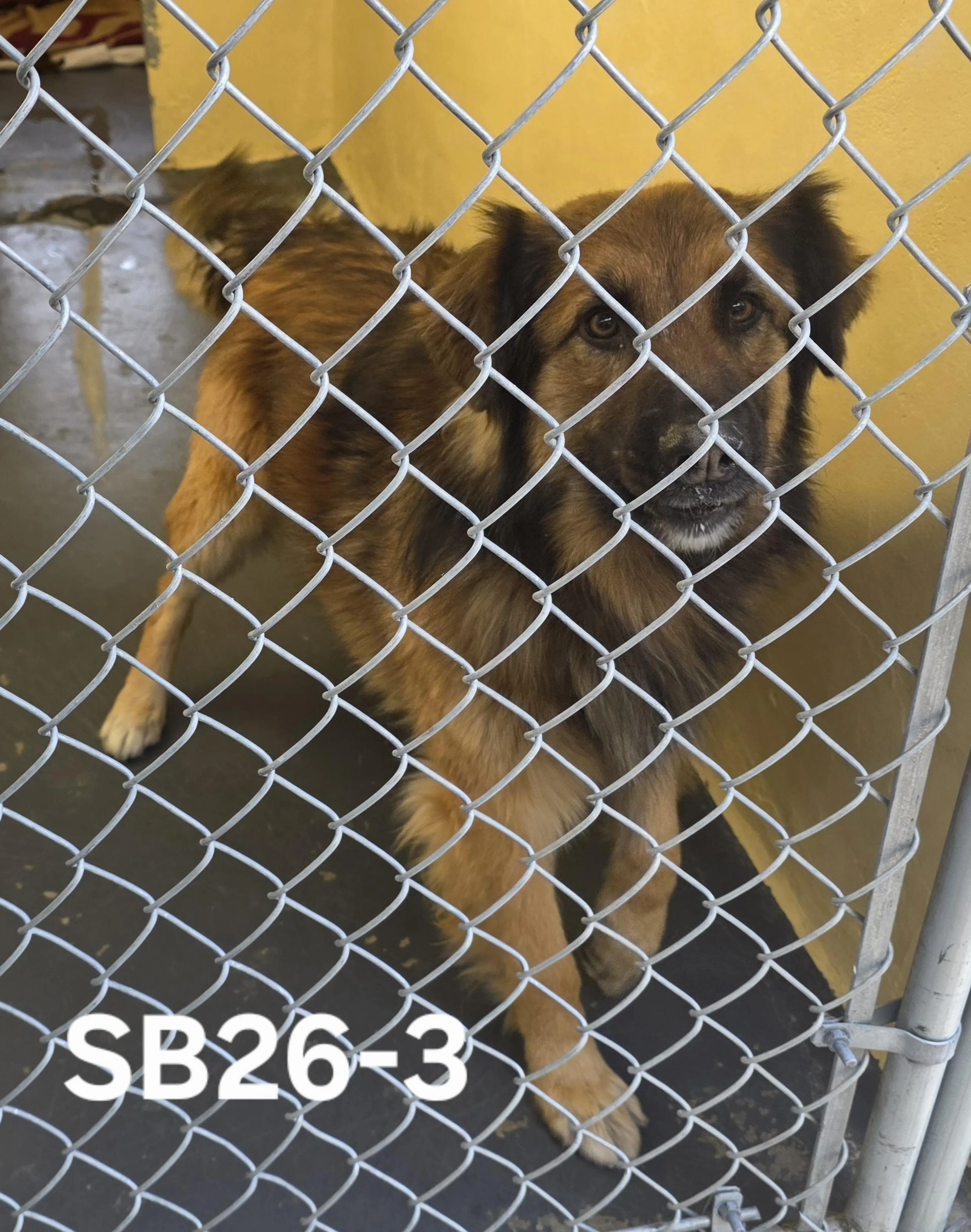 Found pet
