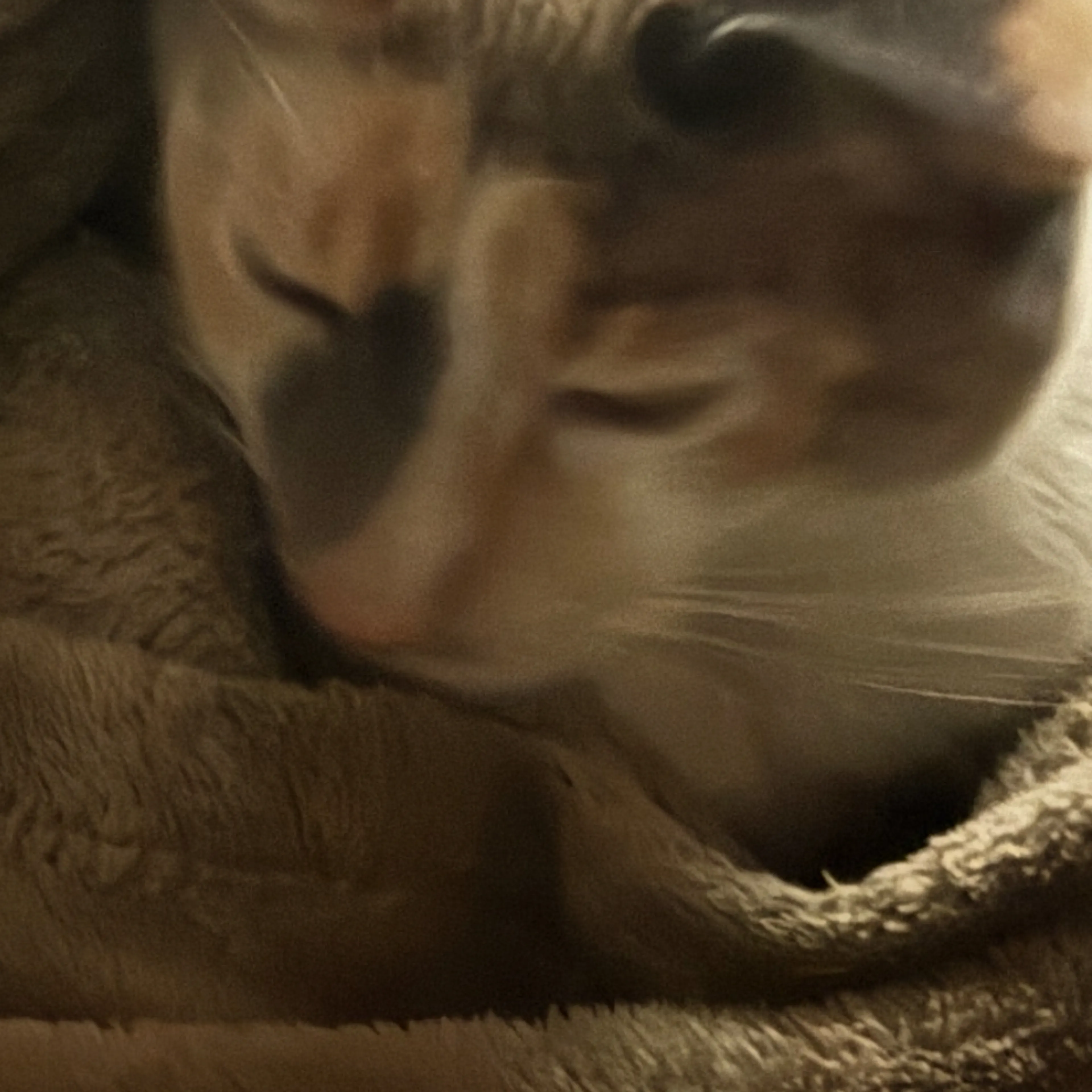 Lost pet-3