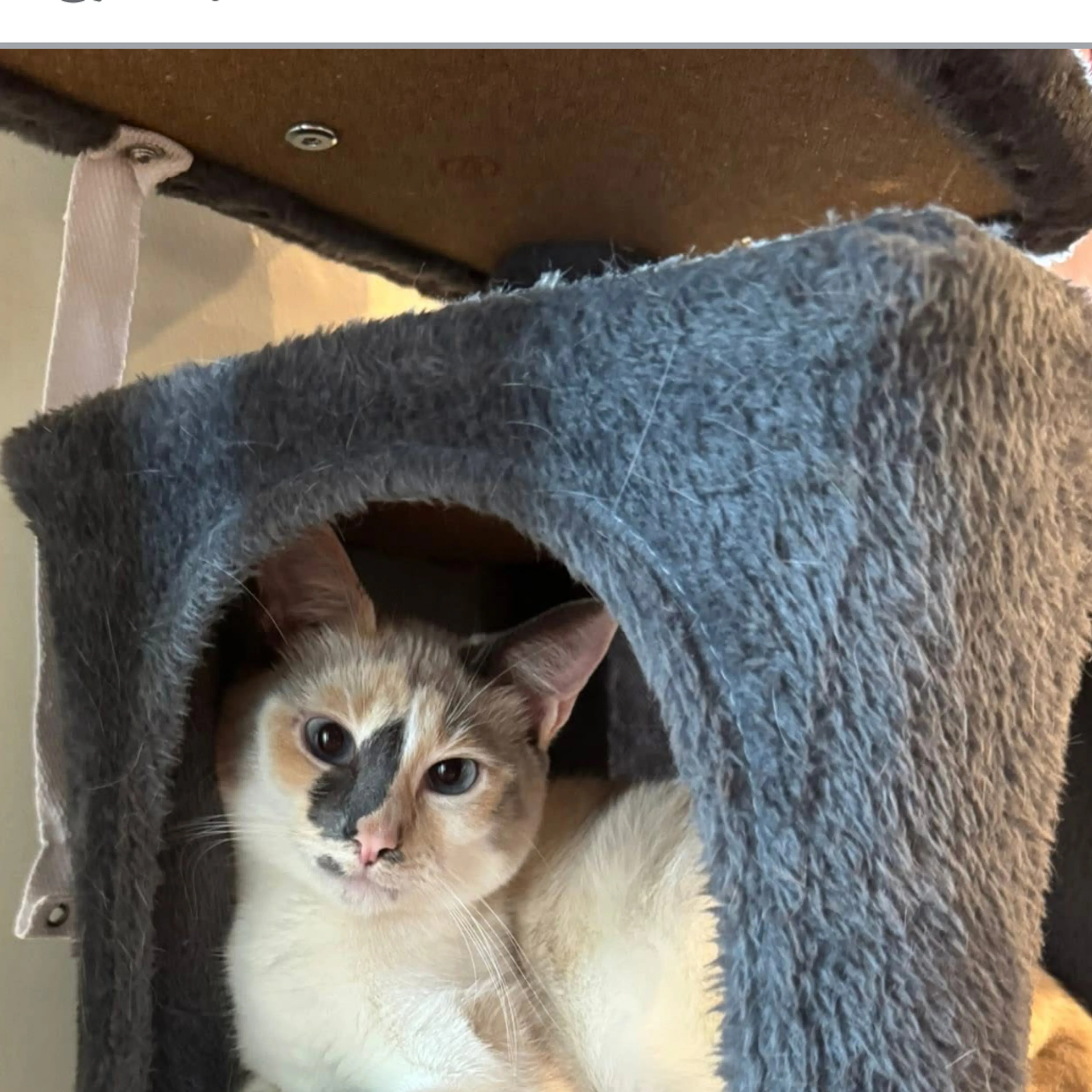 Lost pet-1