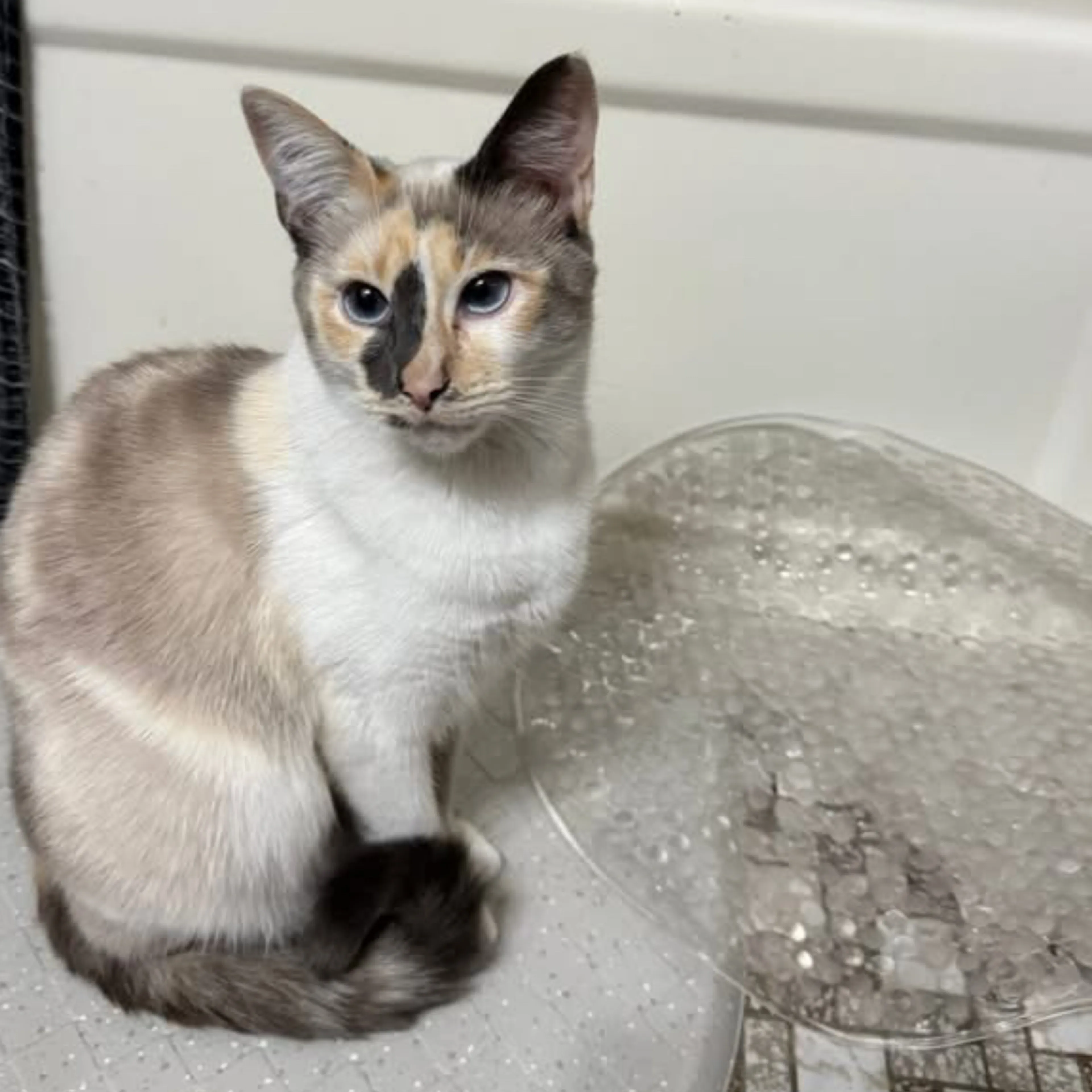 Lost pet-2