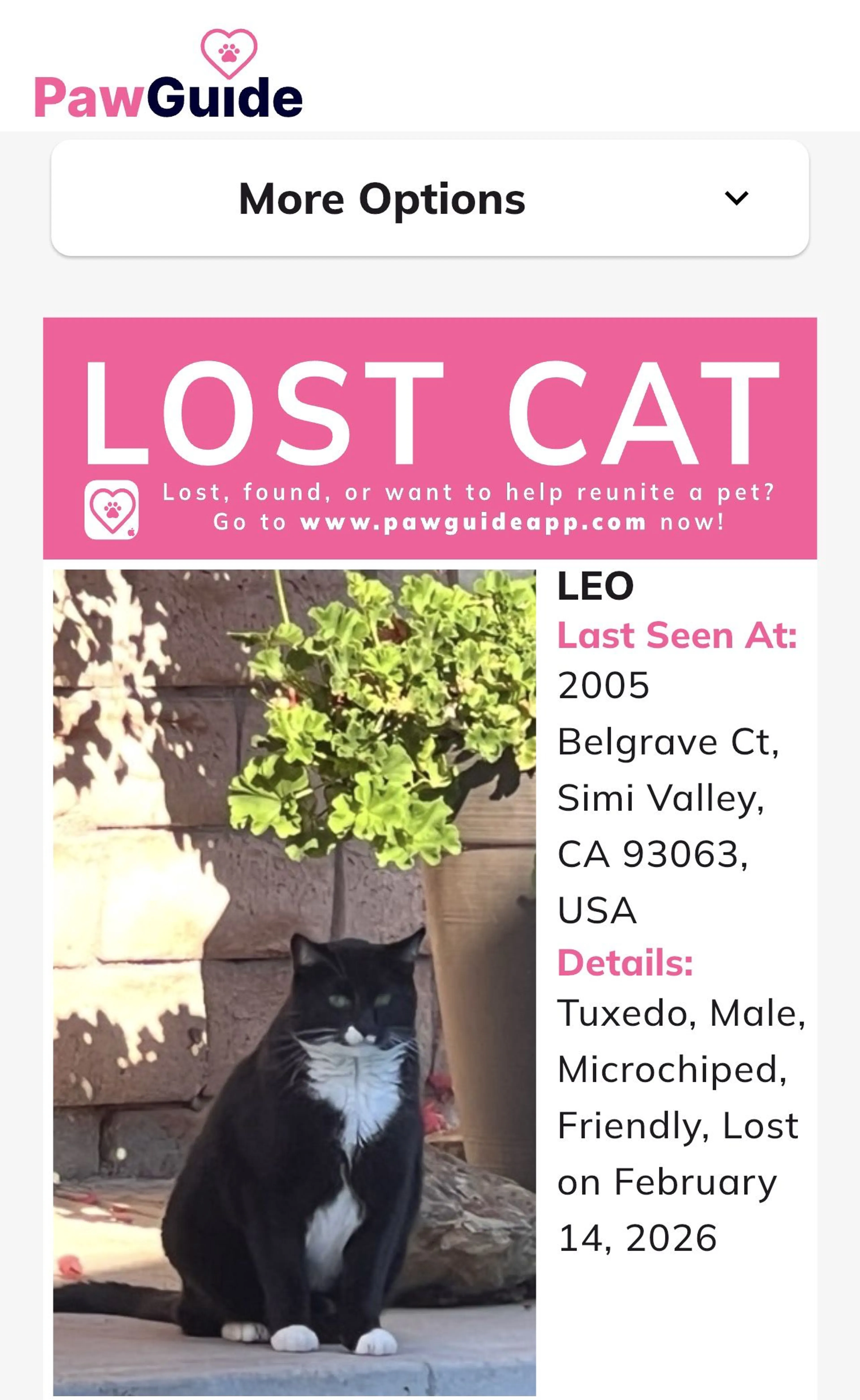 Lost pet