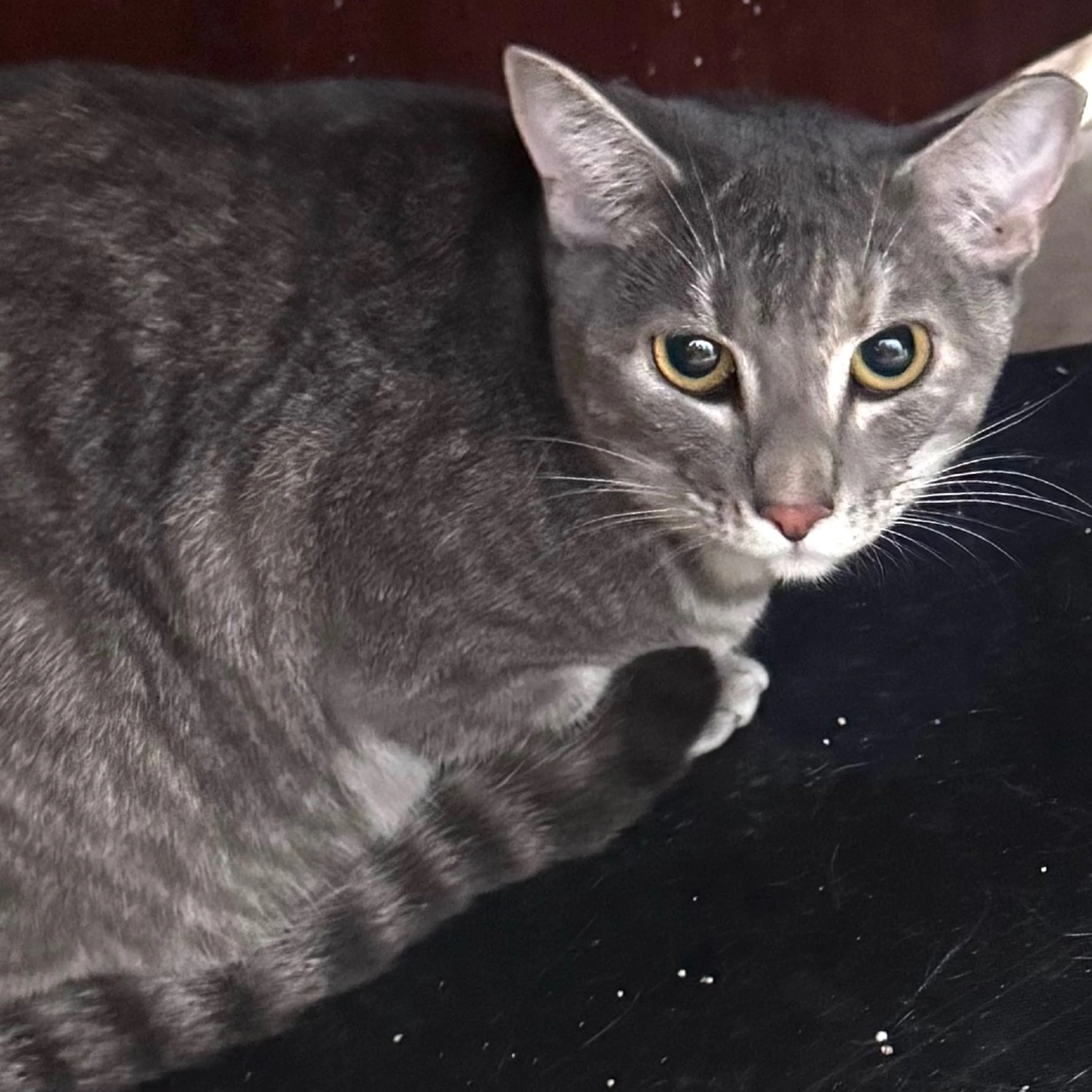 Found pet-1