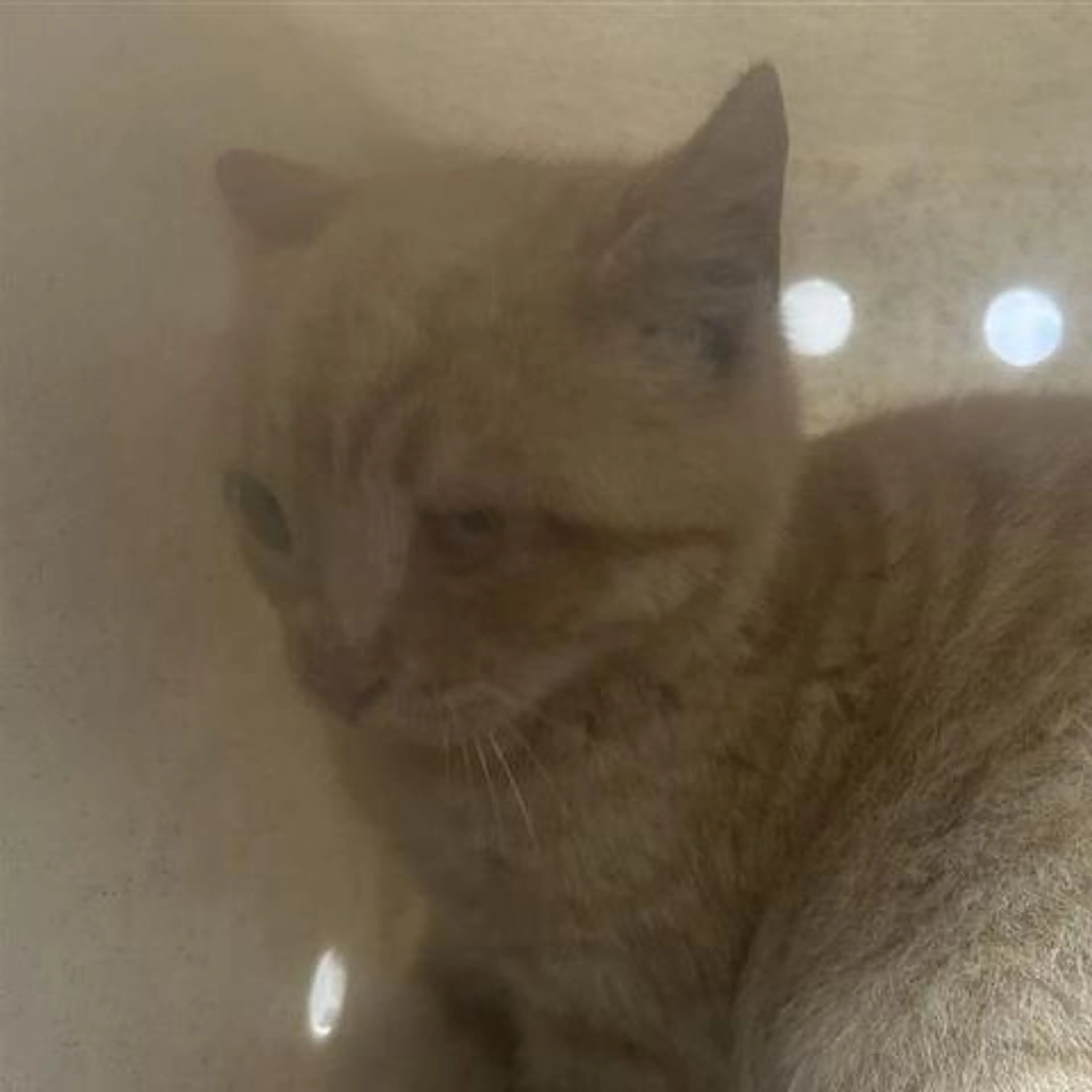 Found pet