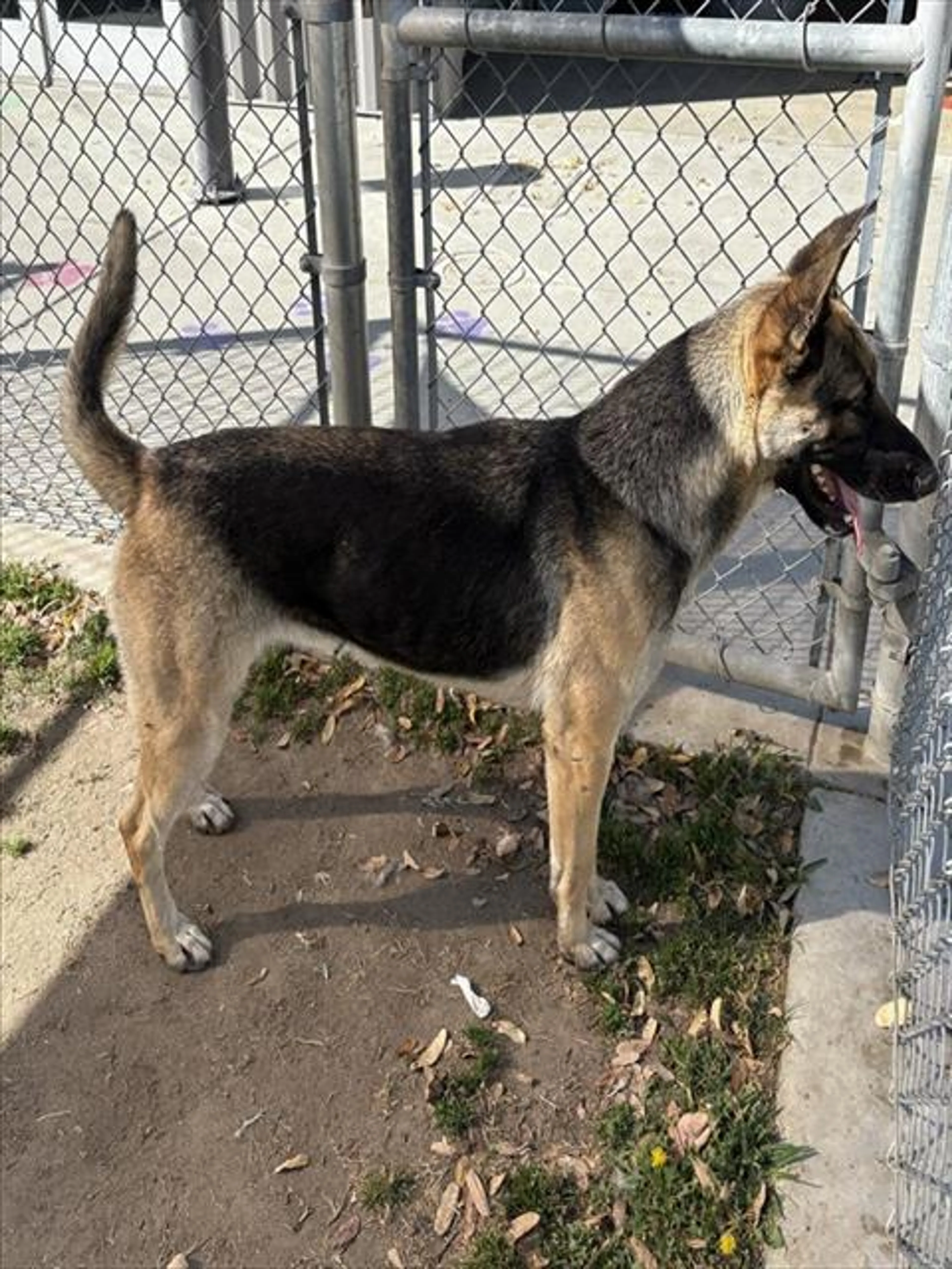 Found pet