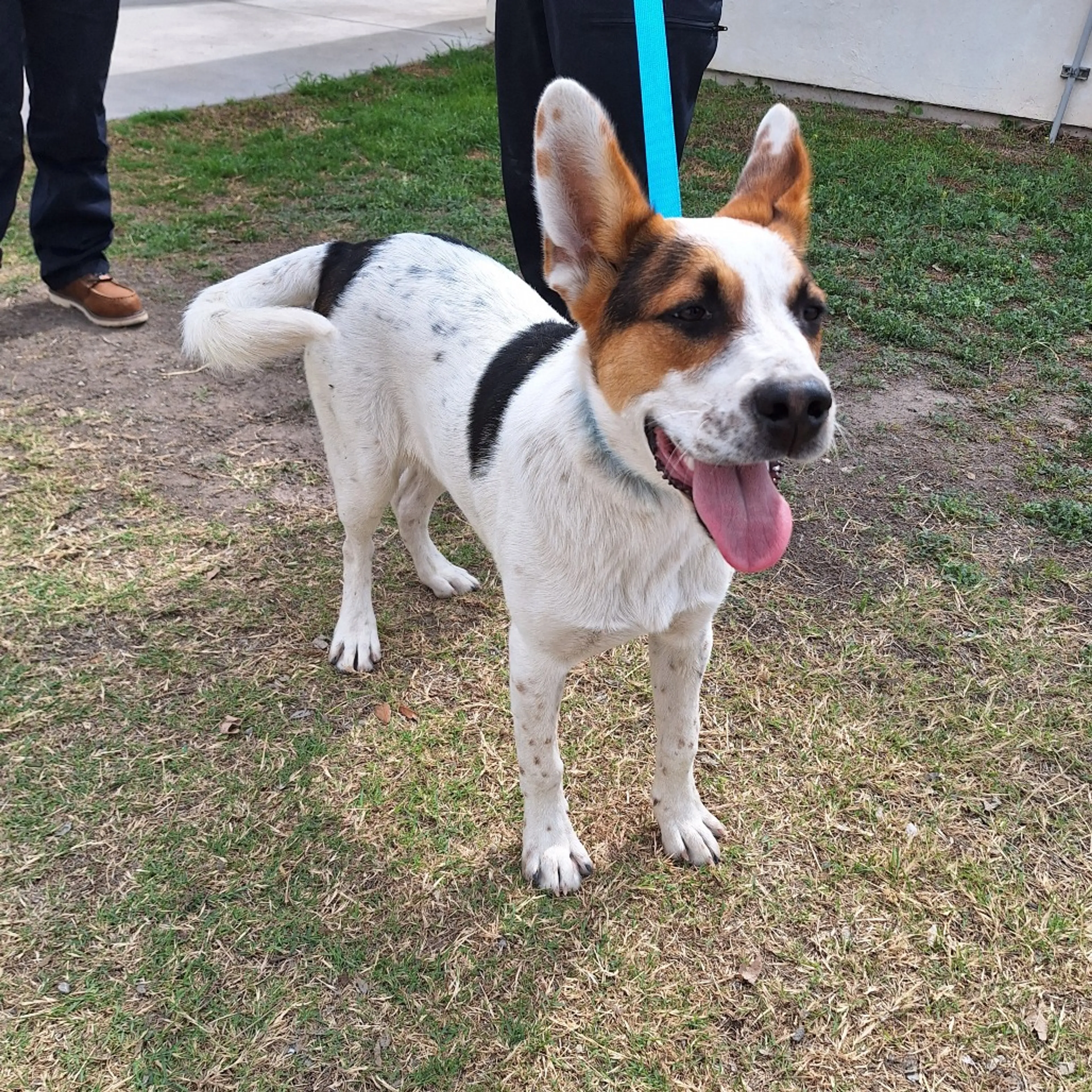 Found pet-1