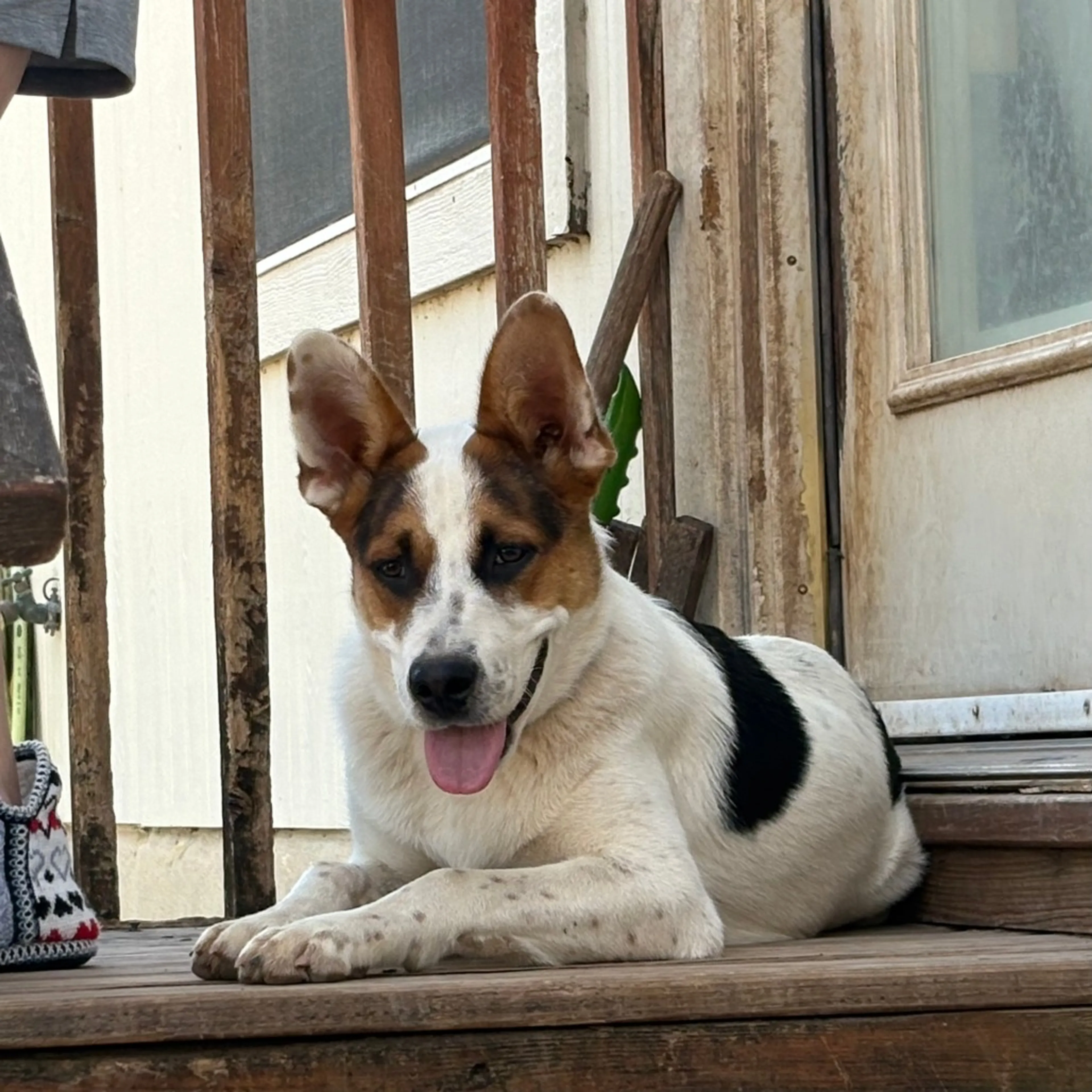 Found pet-7