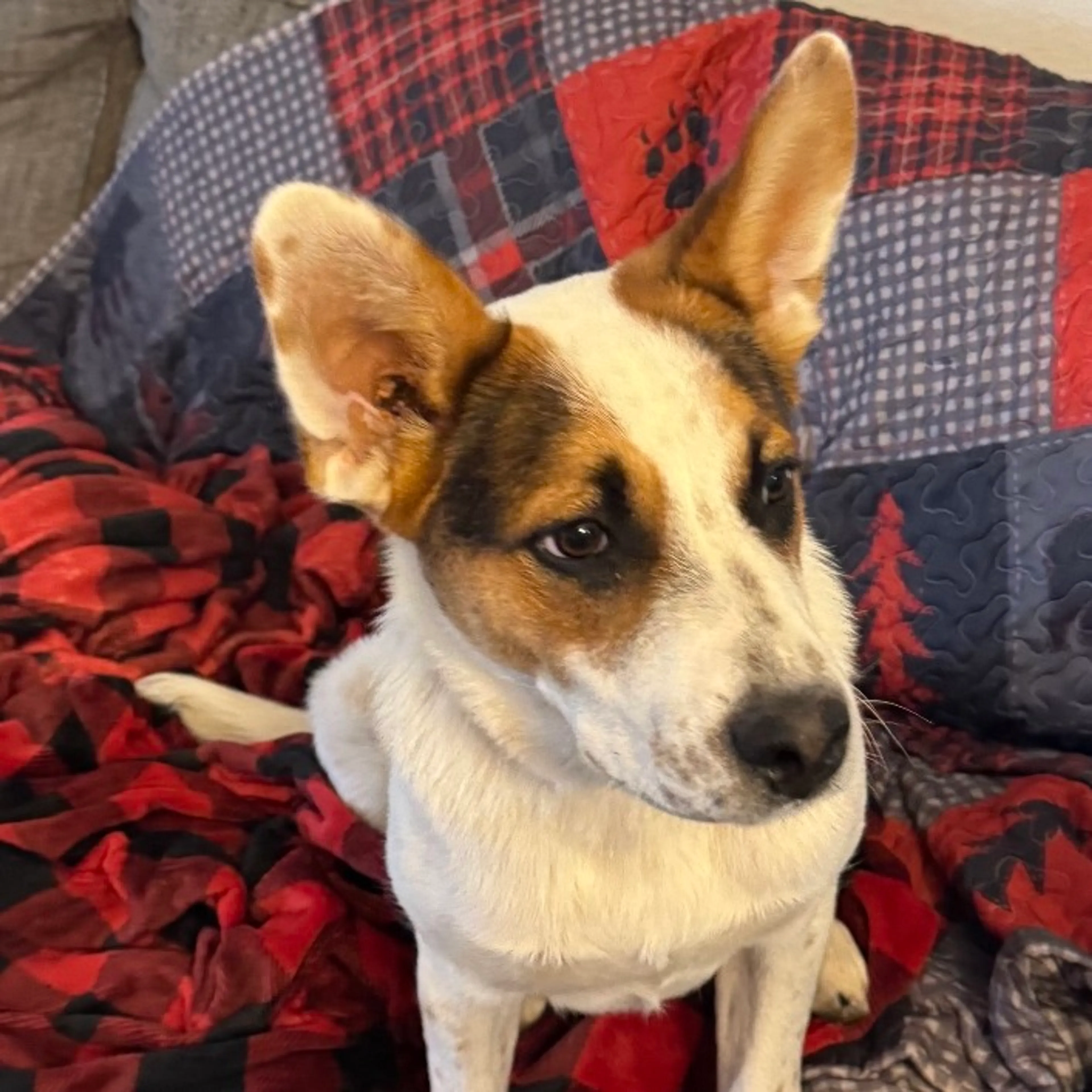 Found pet-2