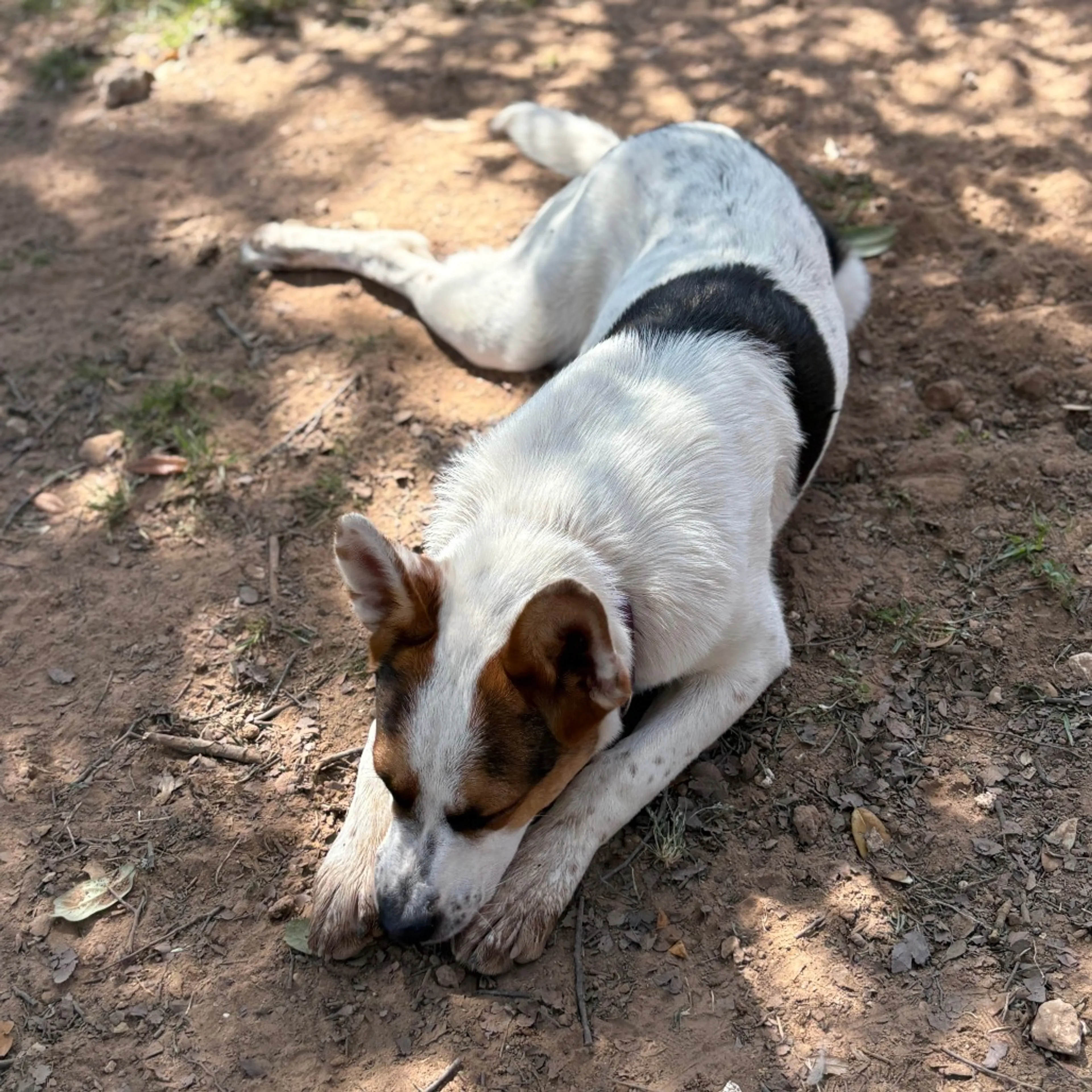 Found pet-6