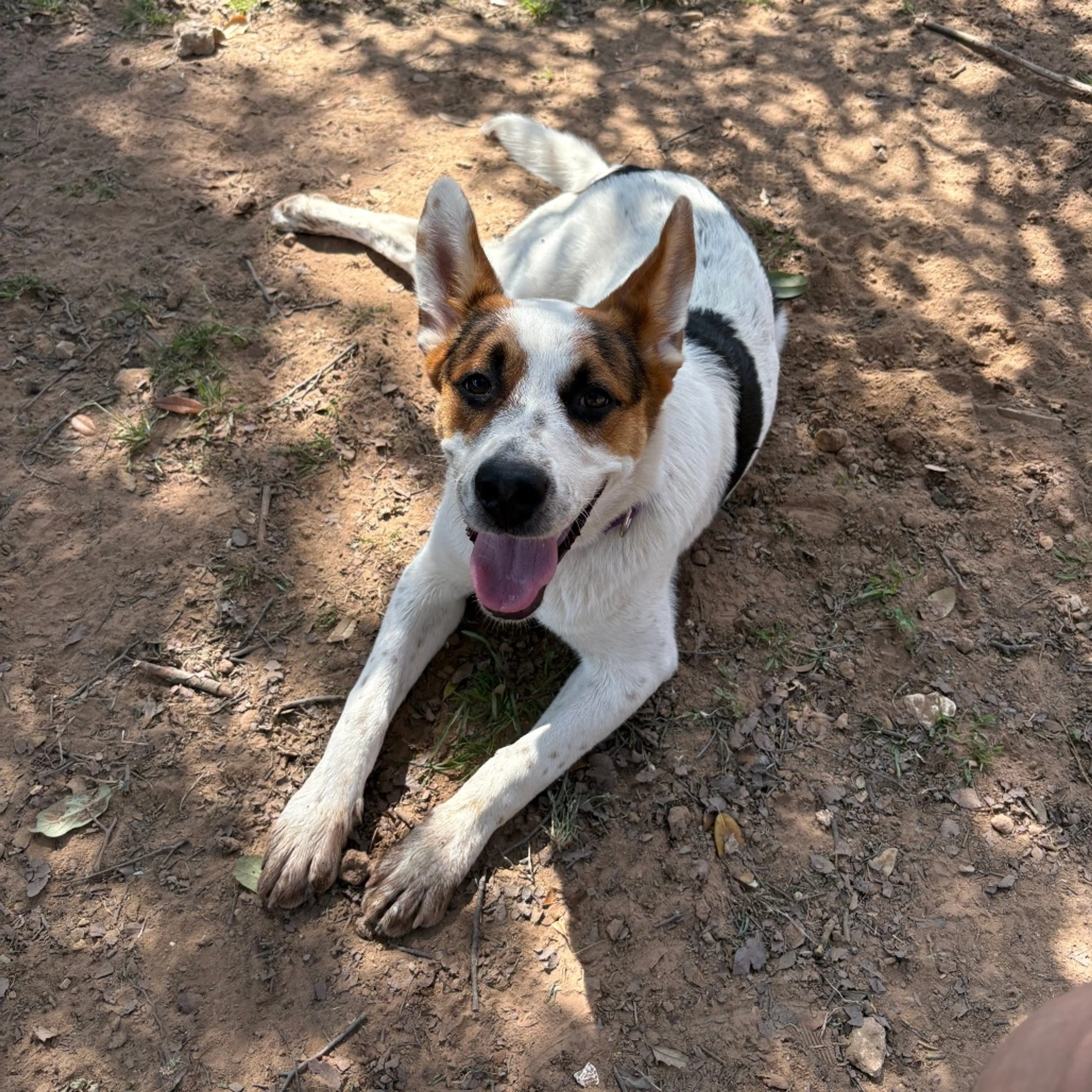 Found pet-4