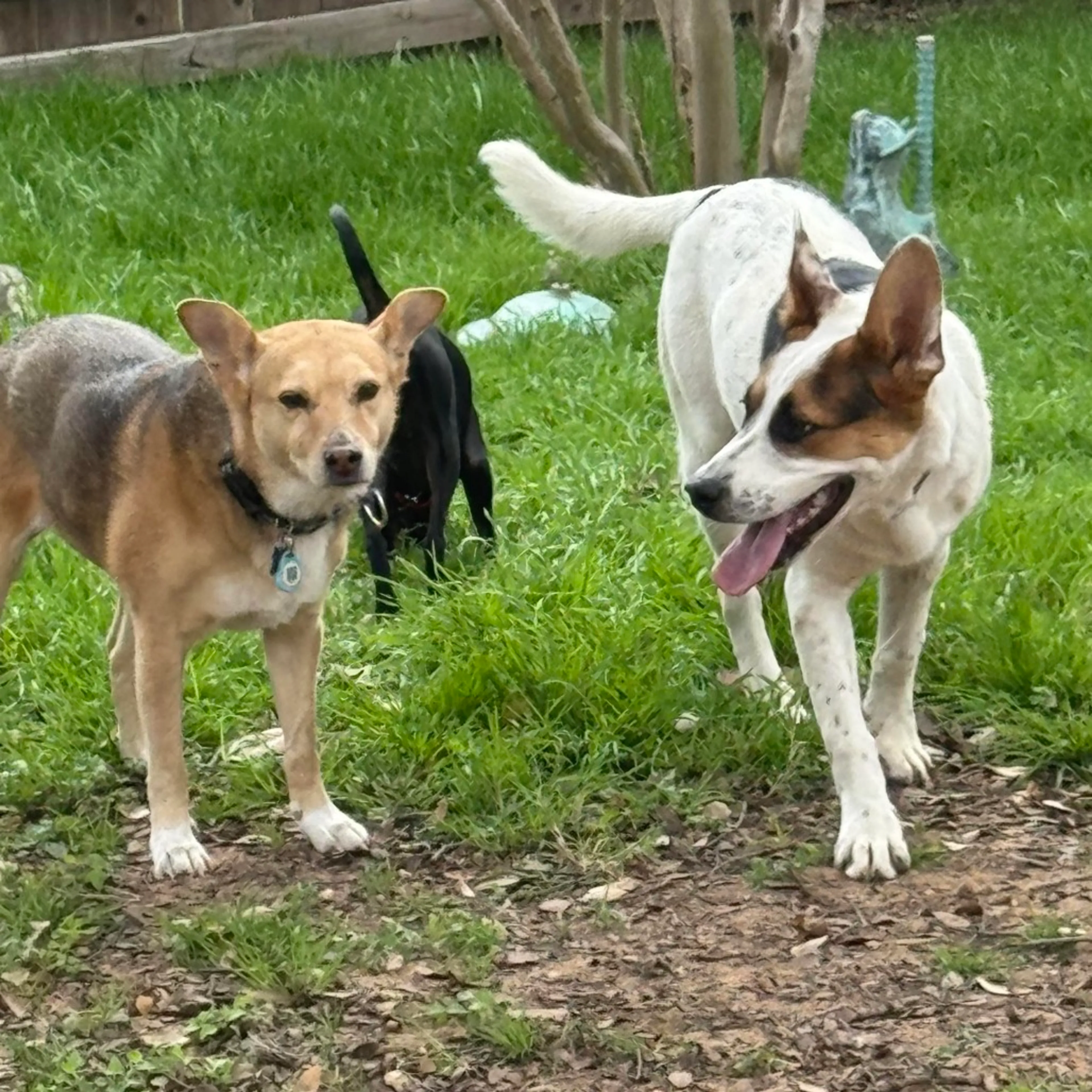 Found pet-3