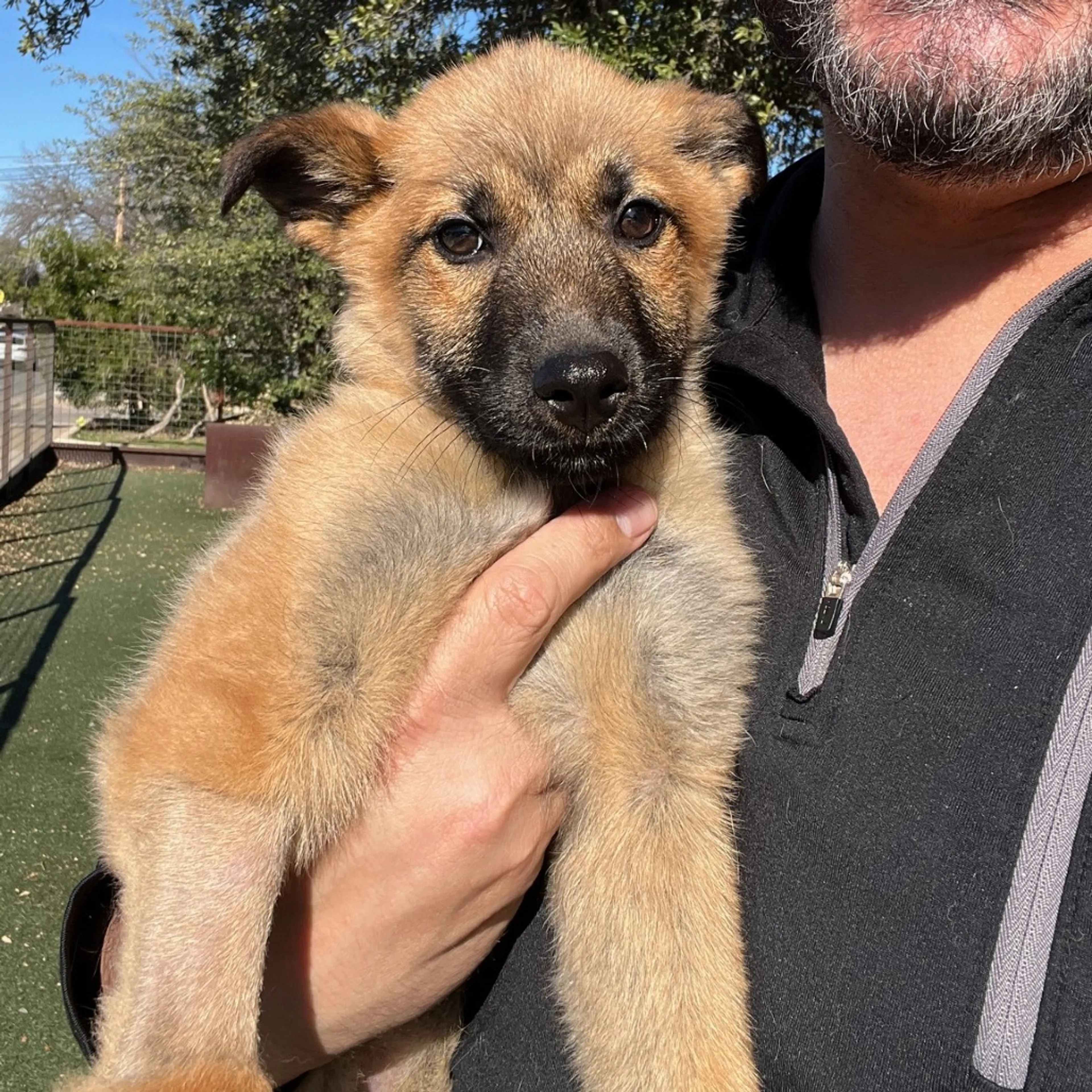 Found pet-7