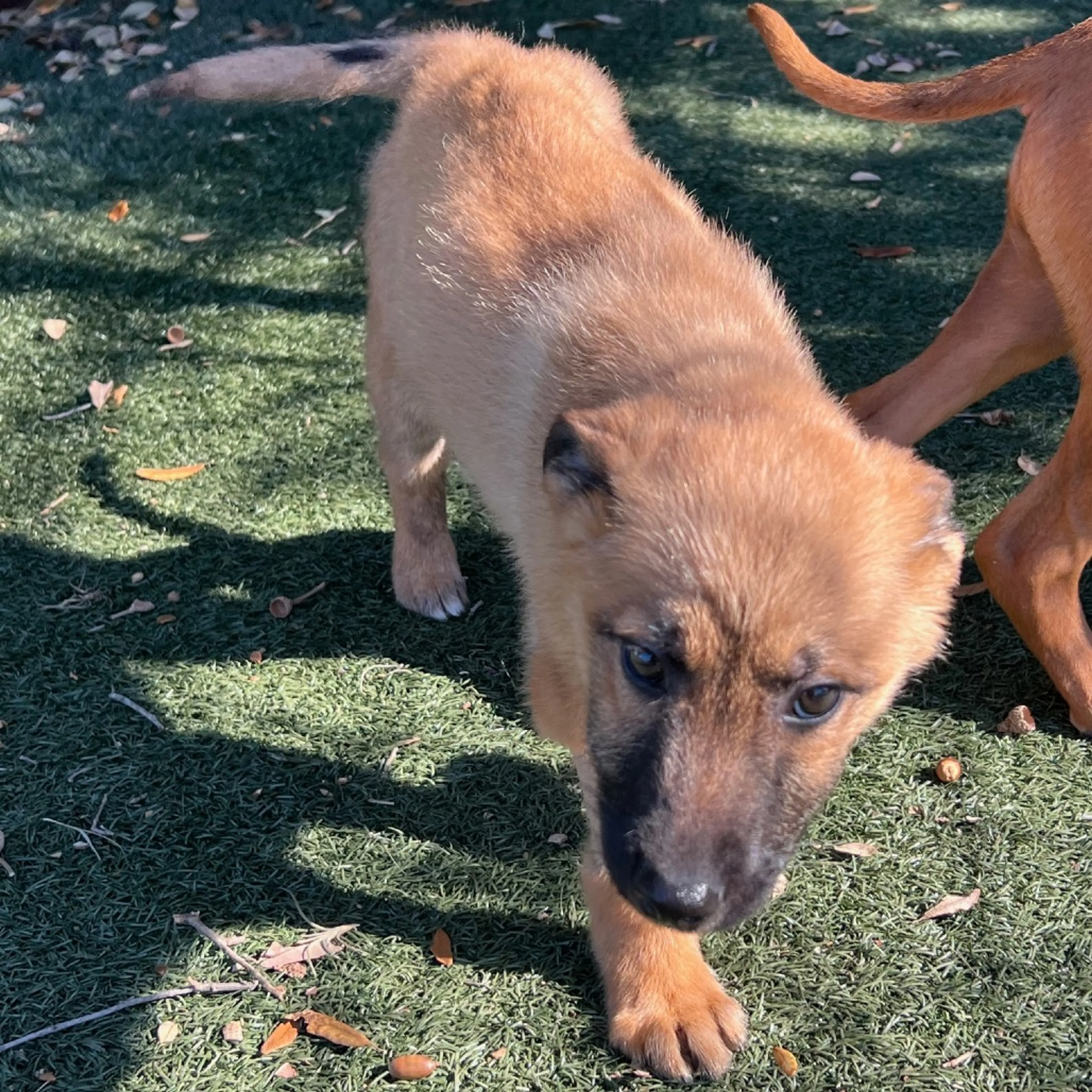 Found pet-8