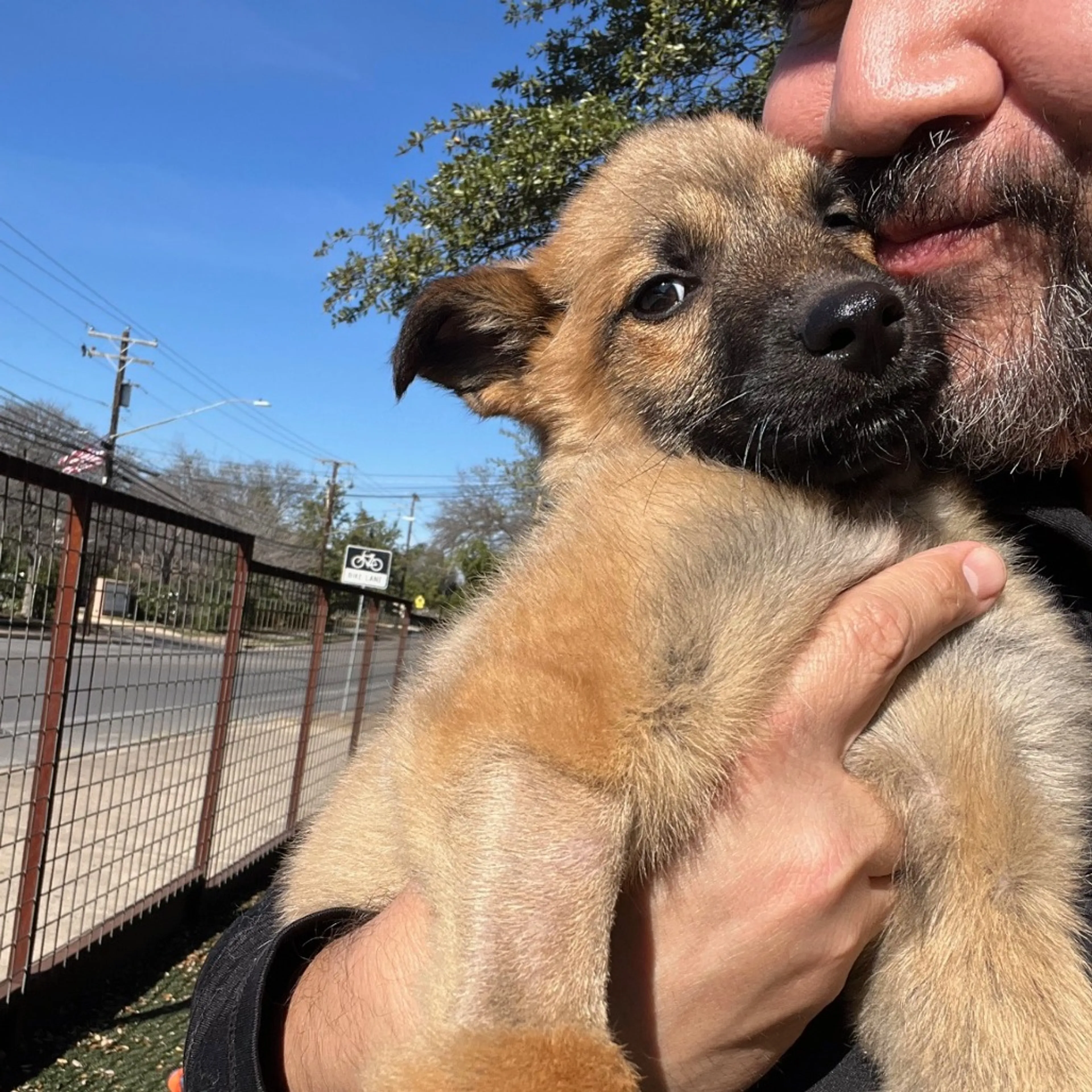 Found pet-6