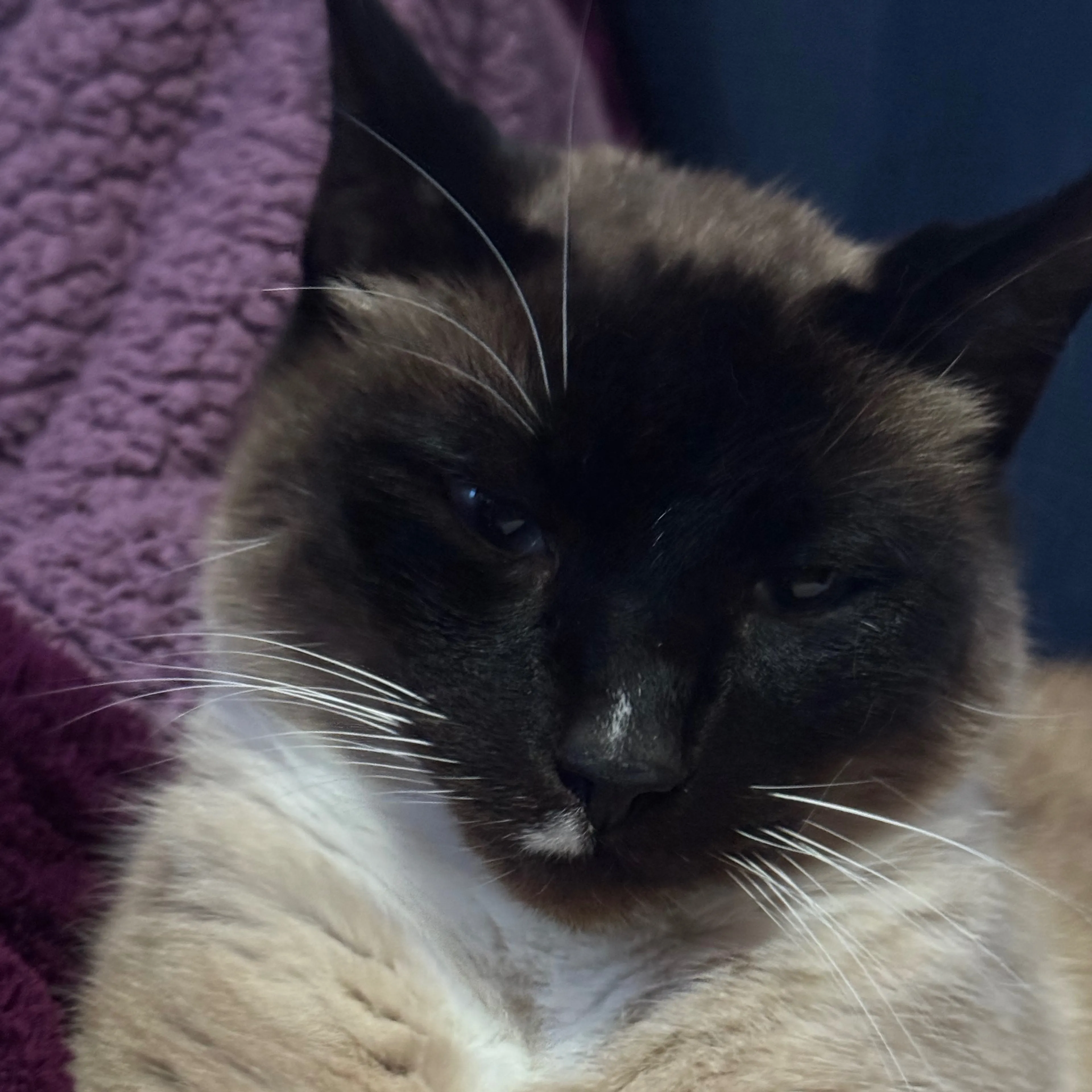 Lost pet-2