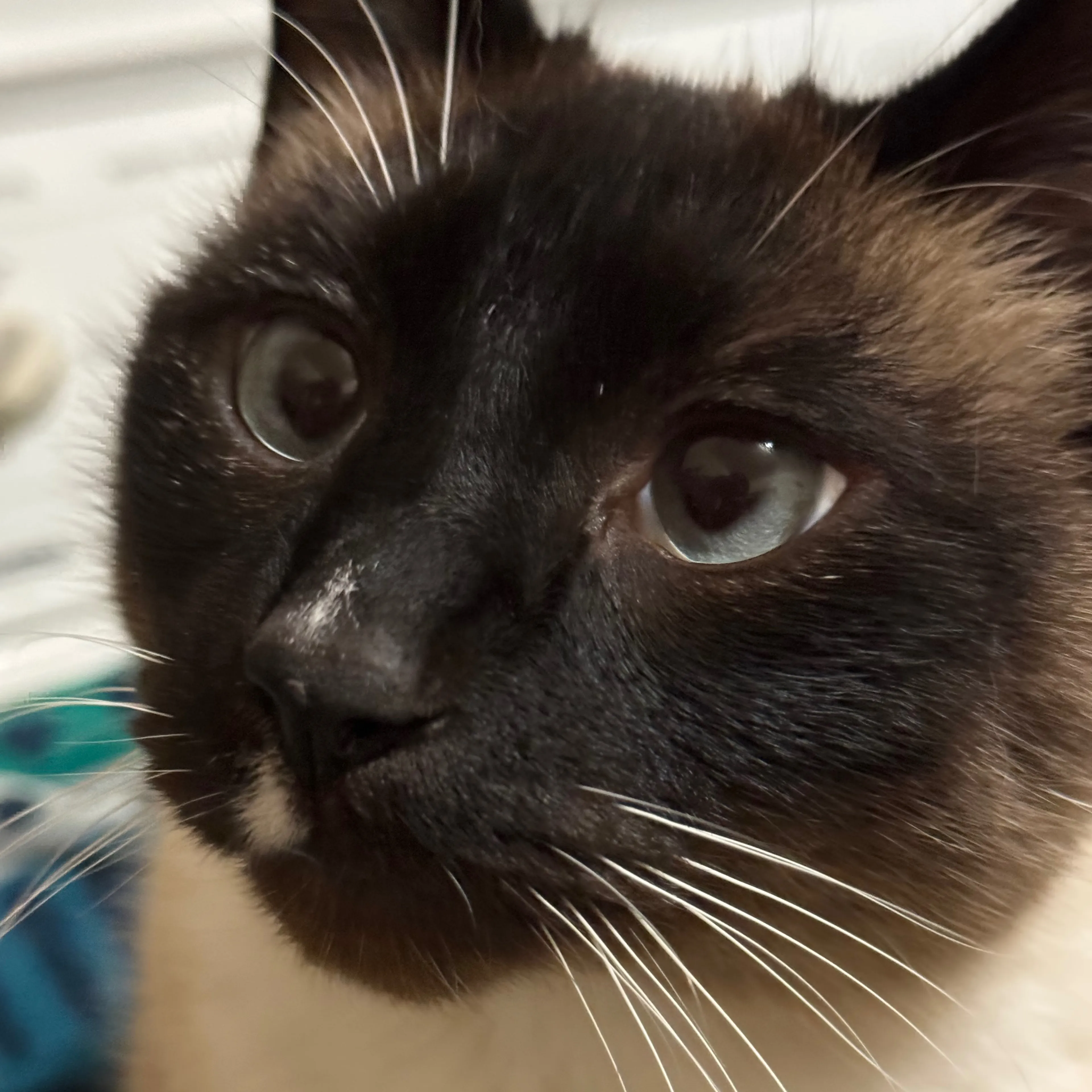 Lost pet-1
