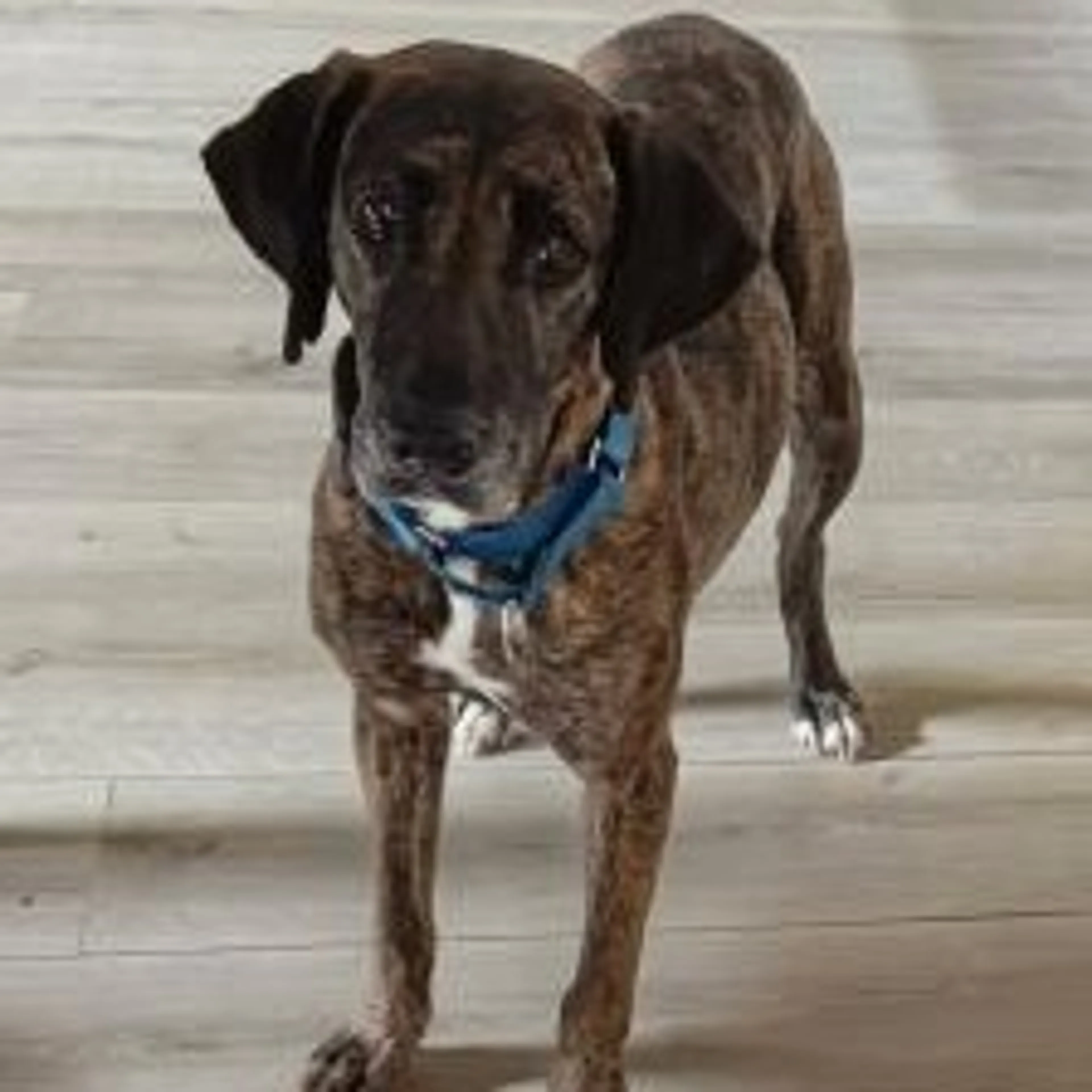 Found pet-4