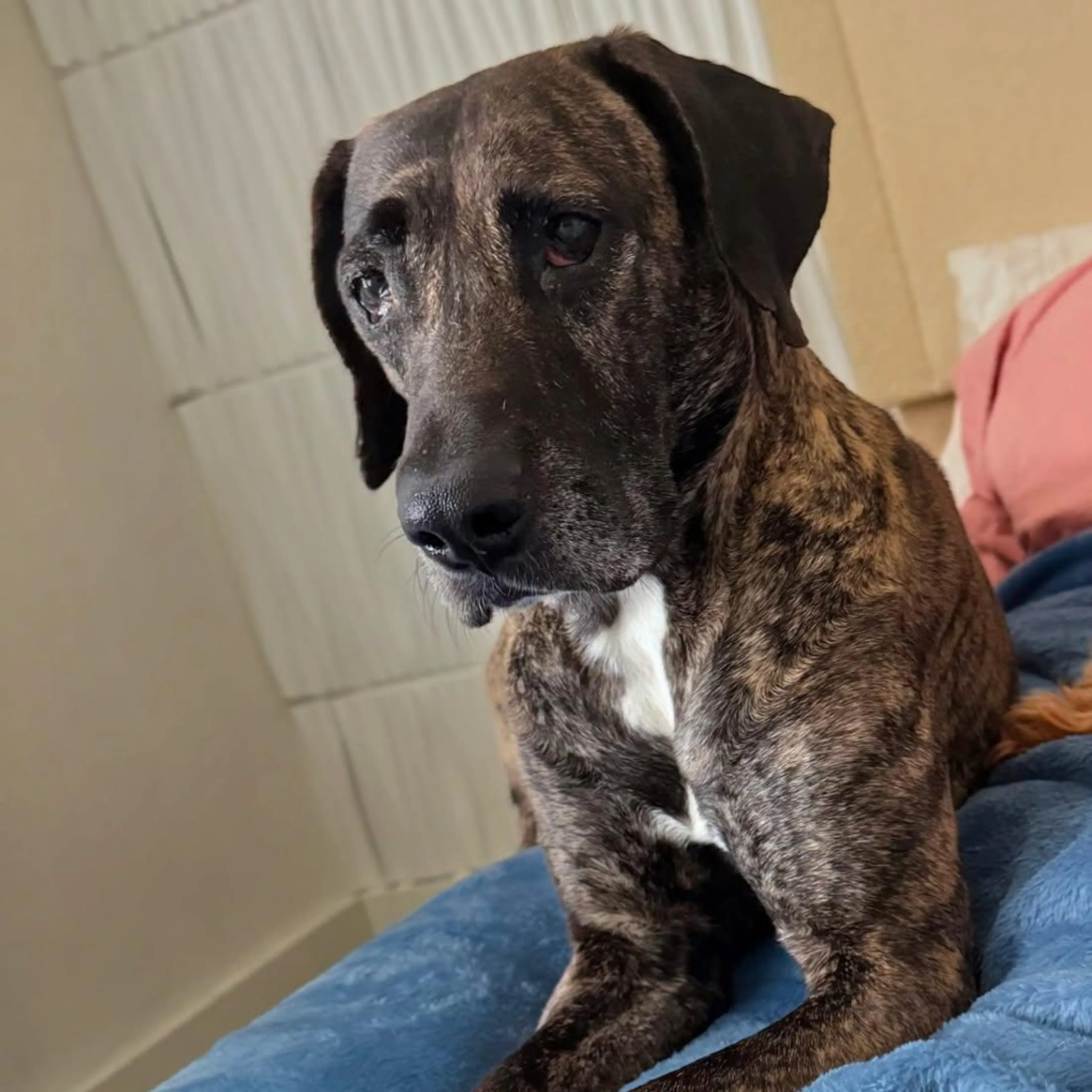 Found pet-2
