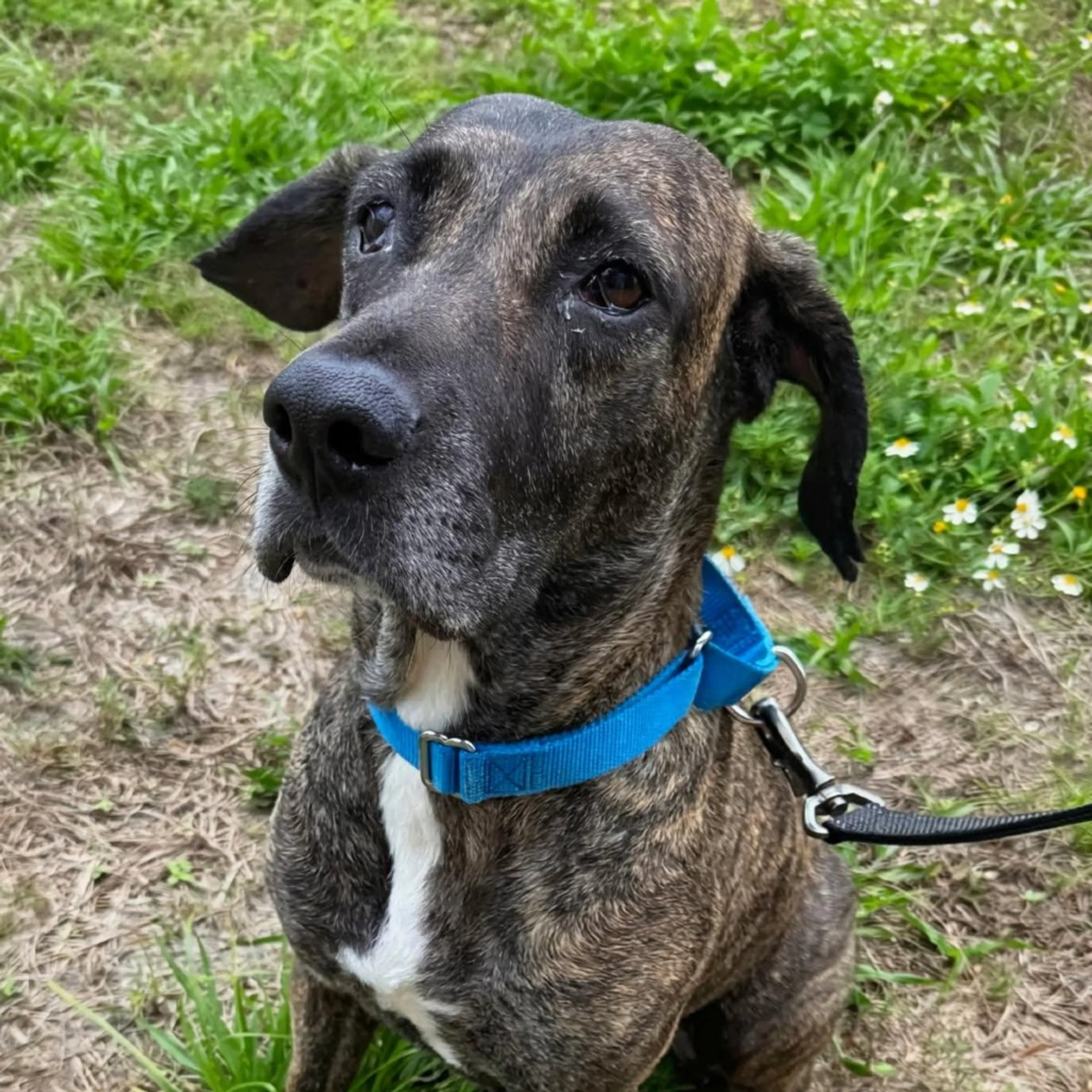 Found pet-3
