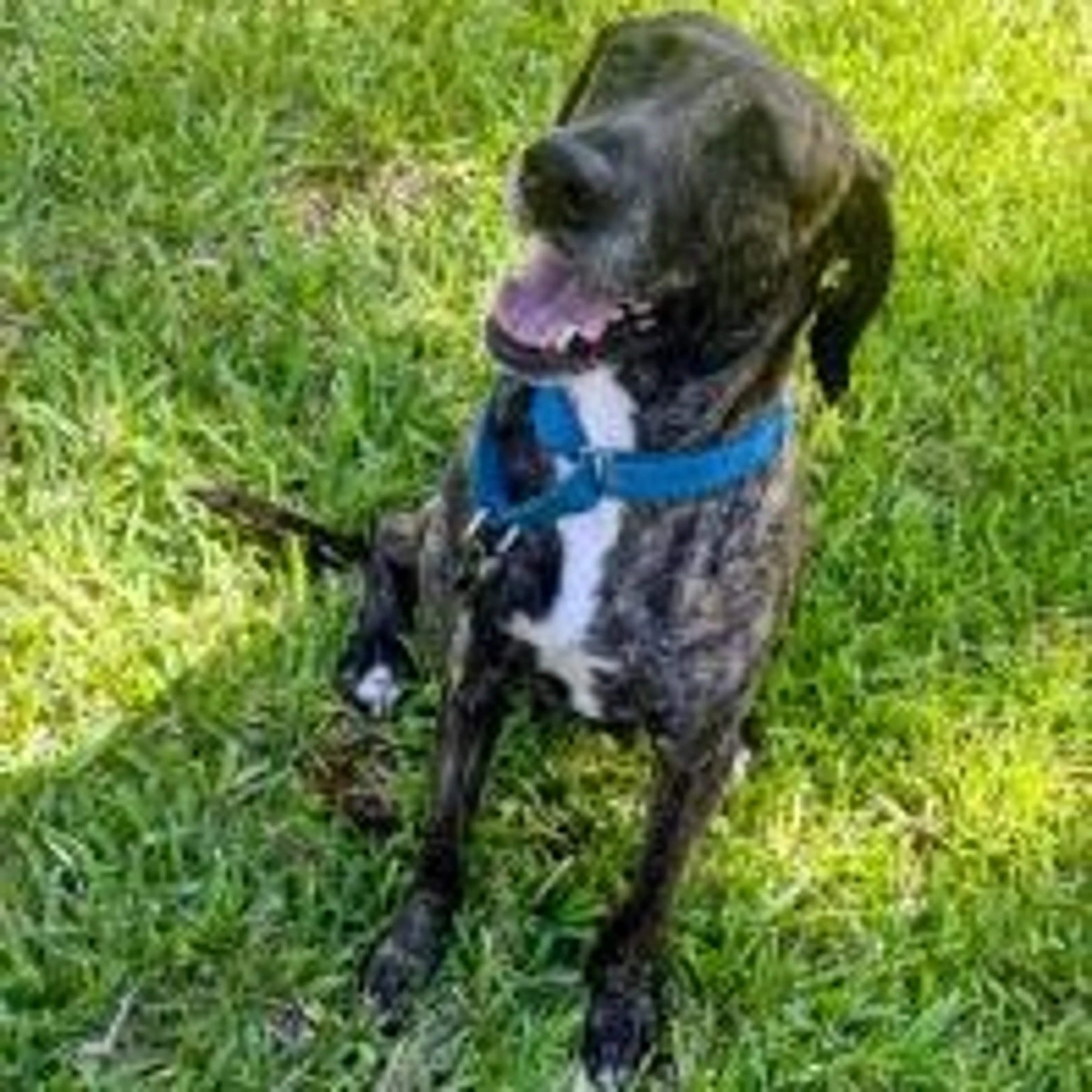 Found pet-5