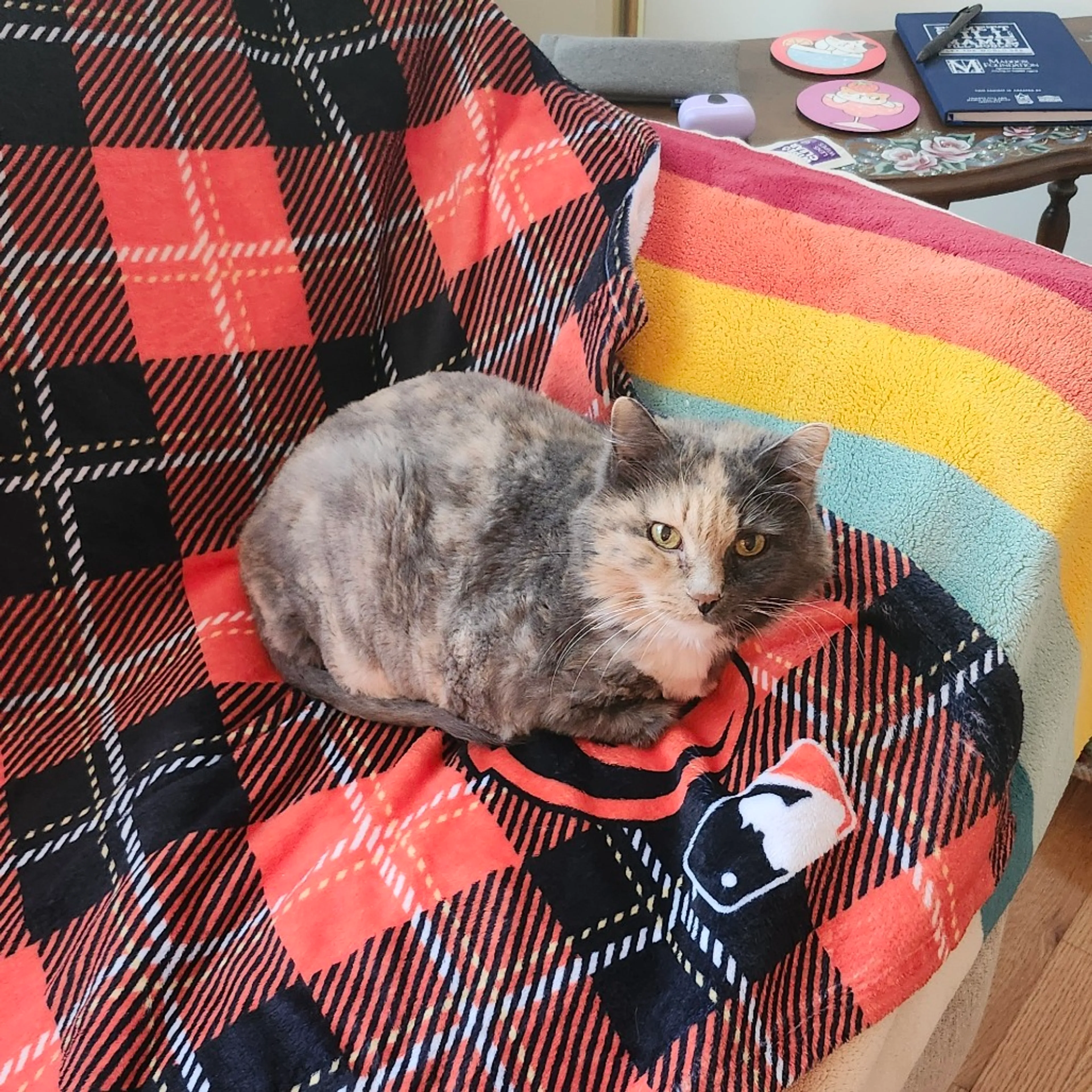 Found pet-4