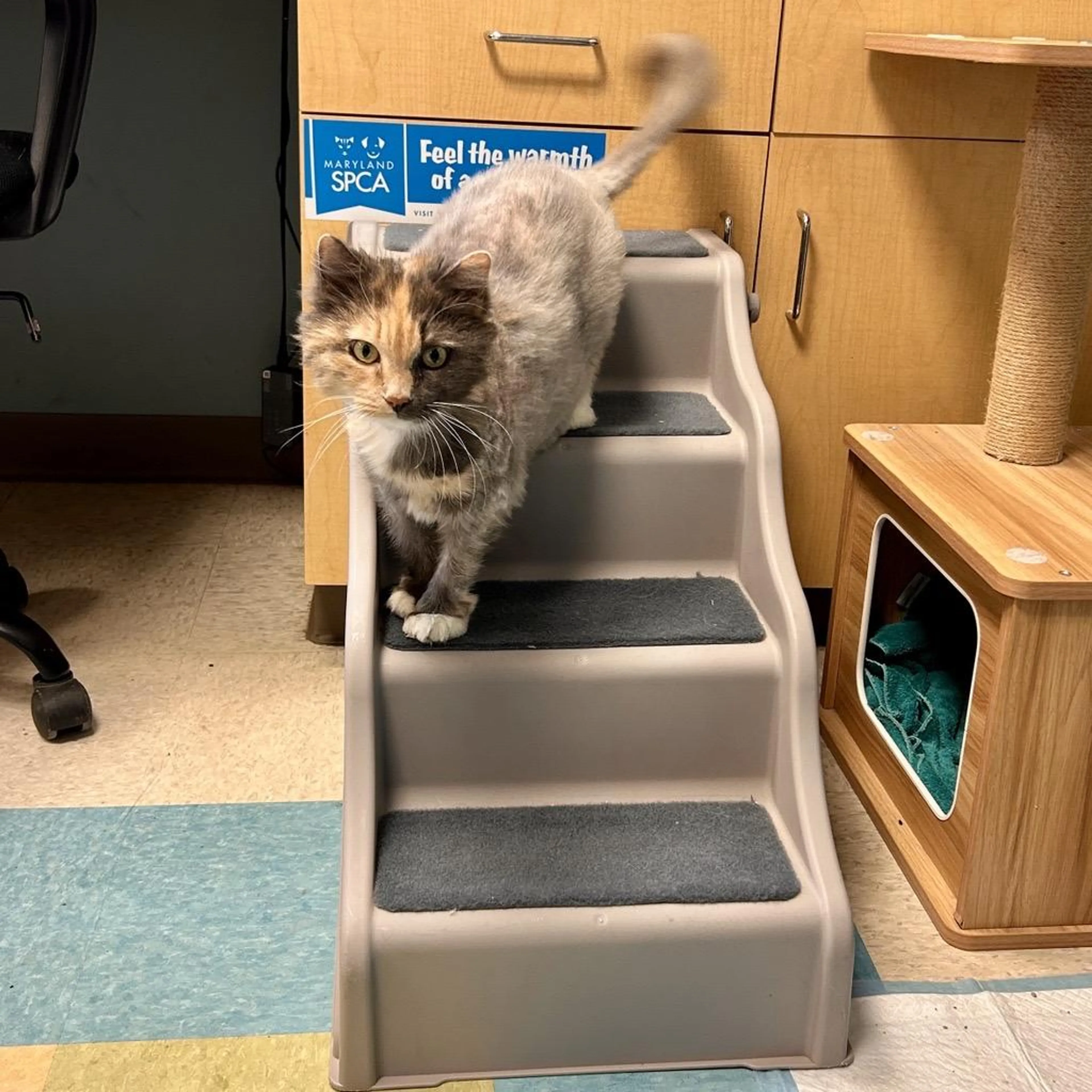 Found pet-3