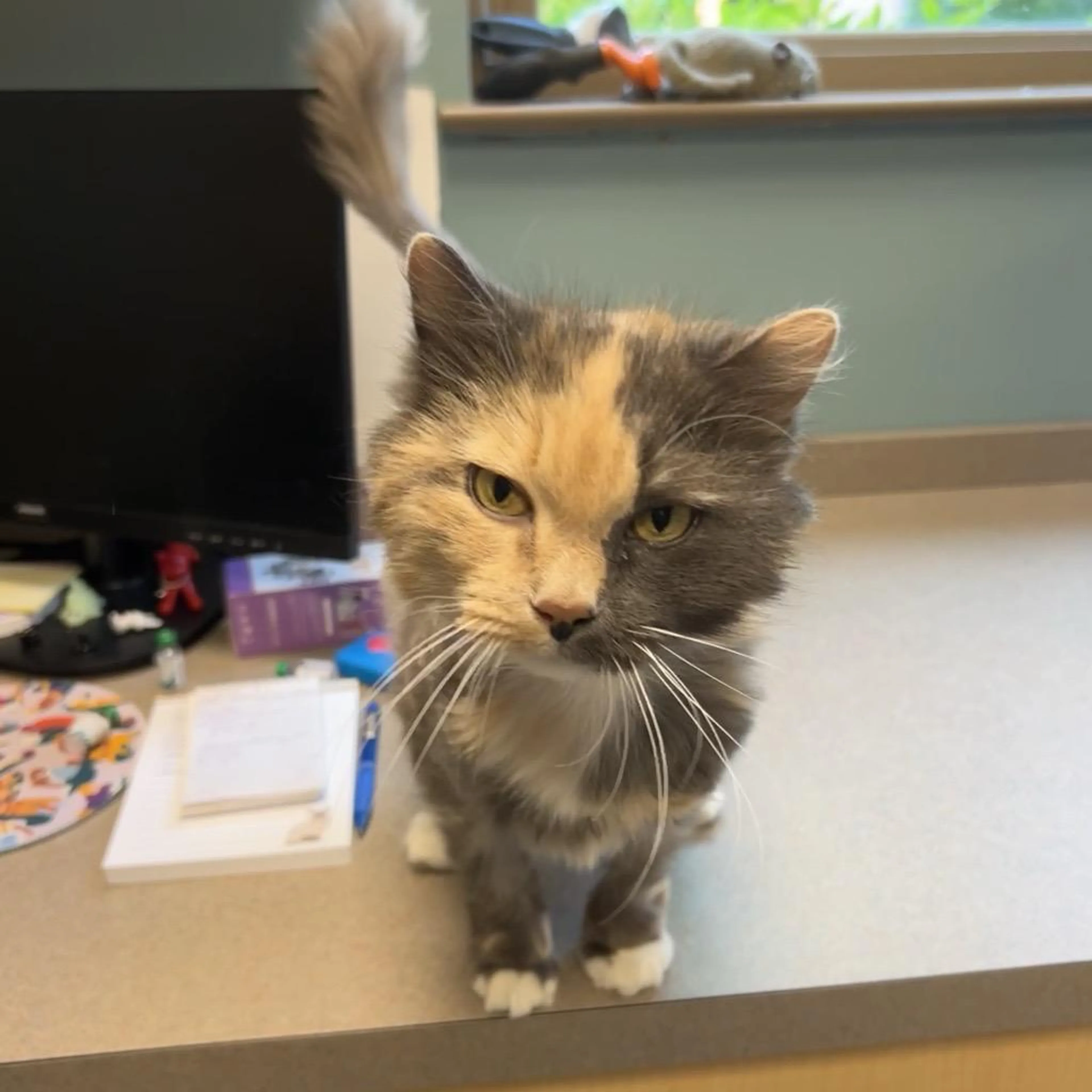 Found pet-2