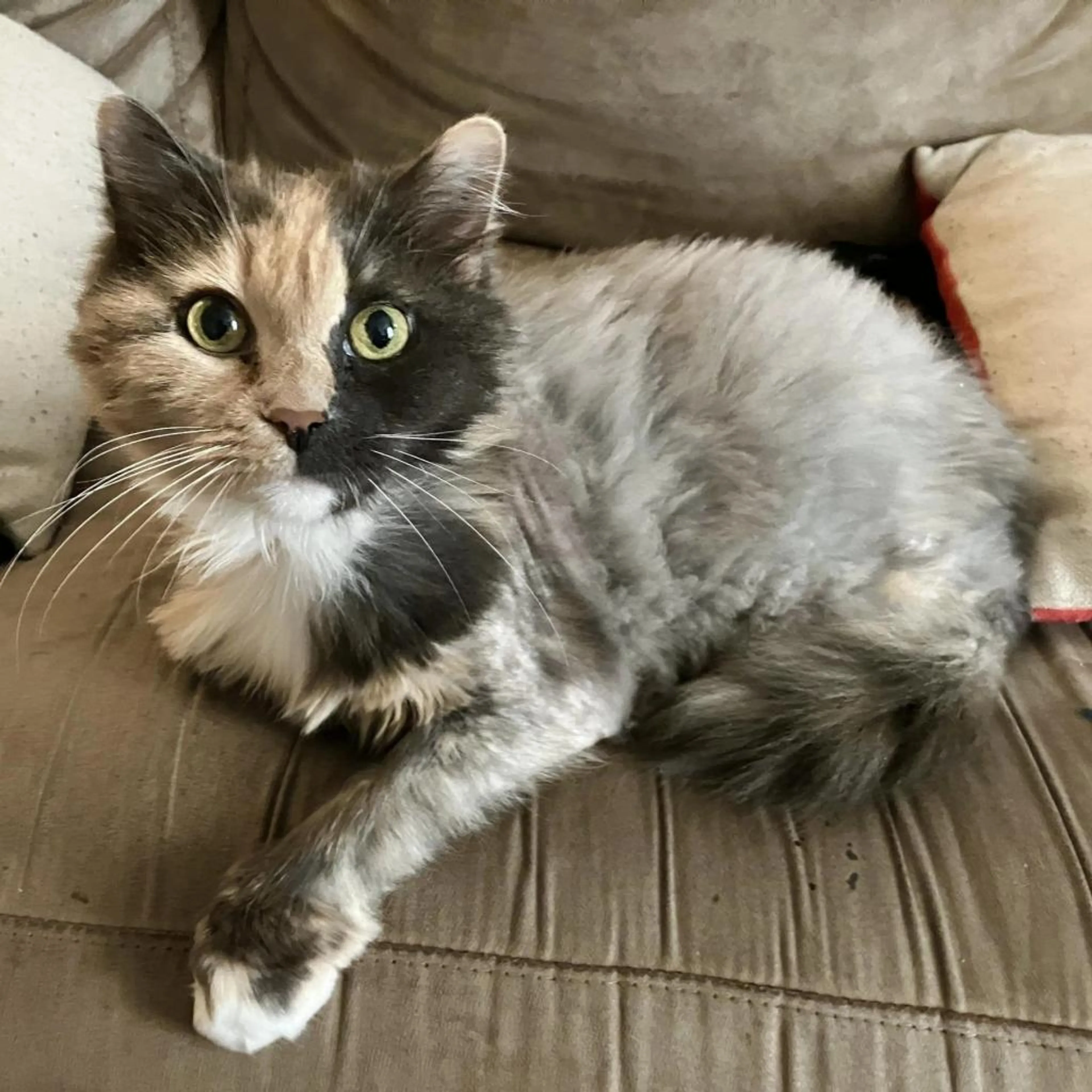 Found pet-1