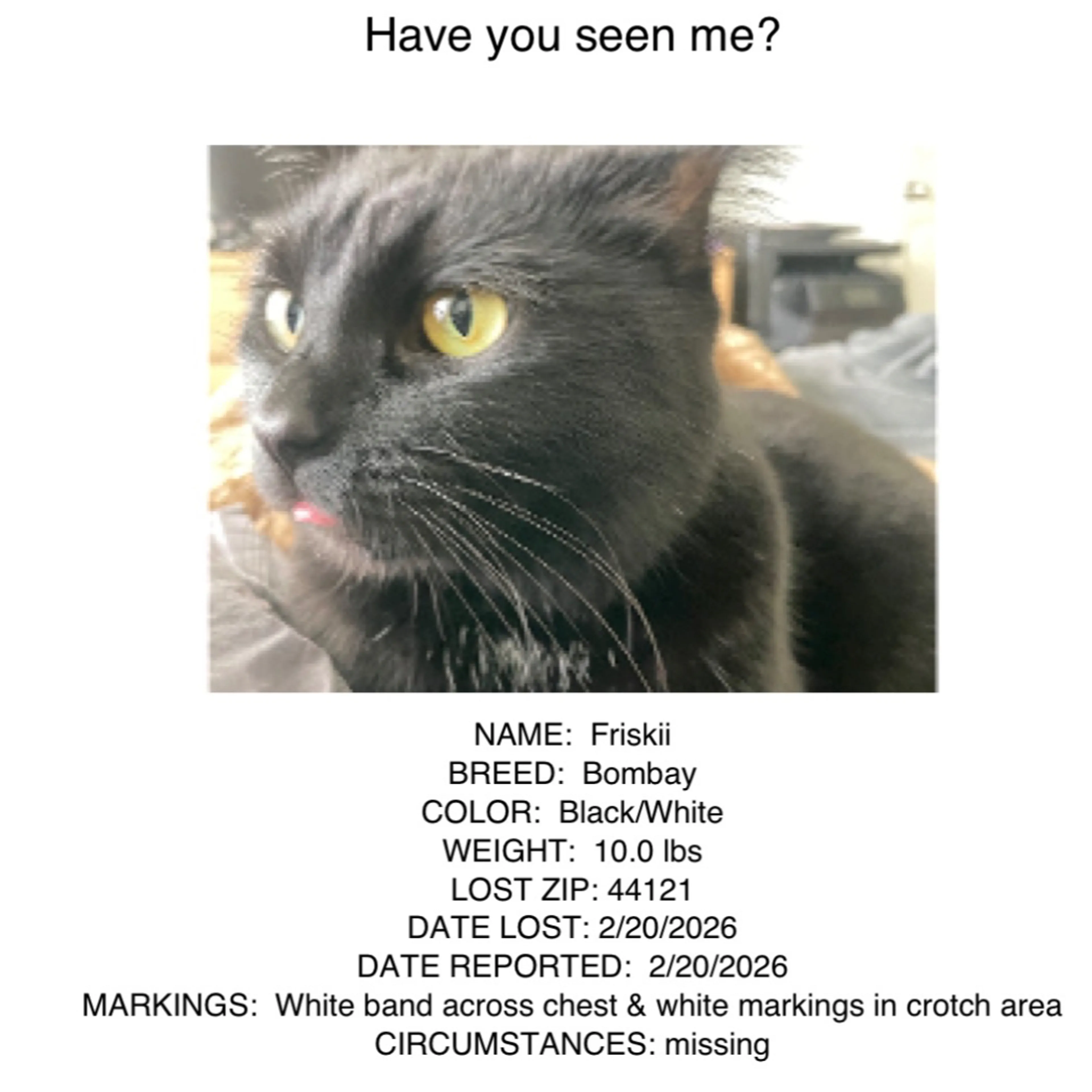 Lost pet-3