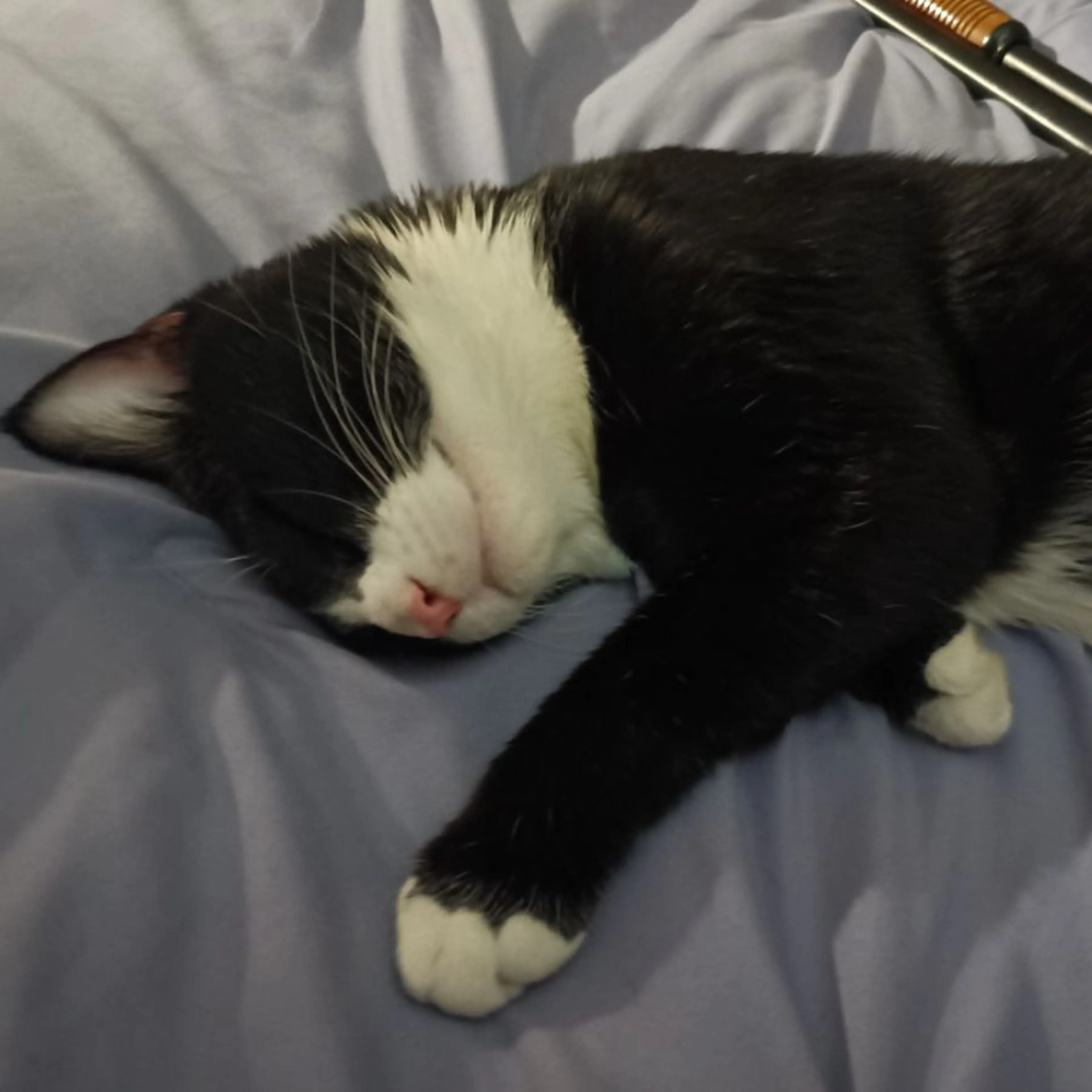 Lost pet